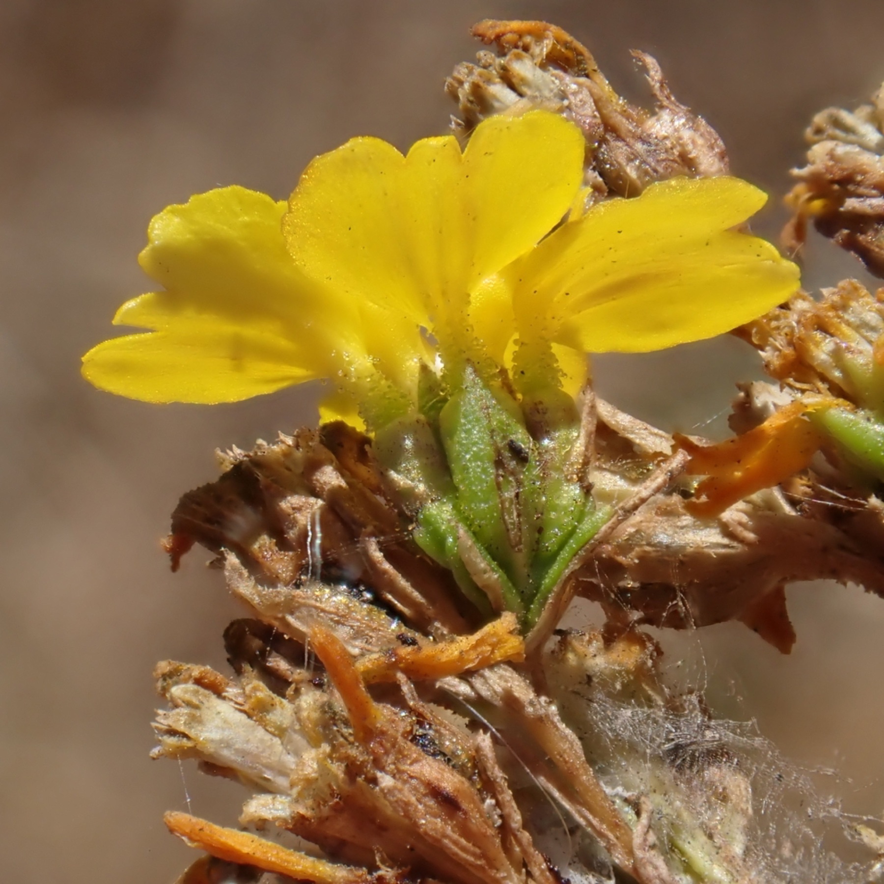 Clustered Tarweed — photo 6