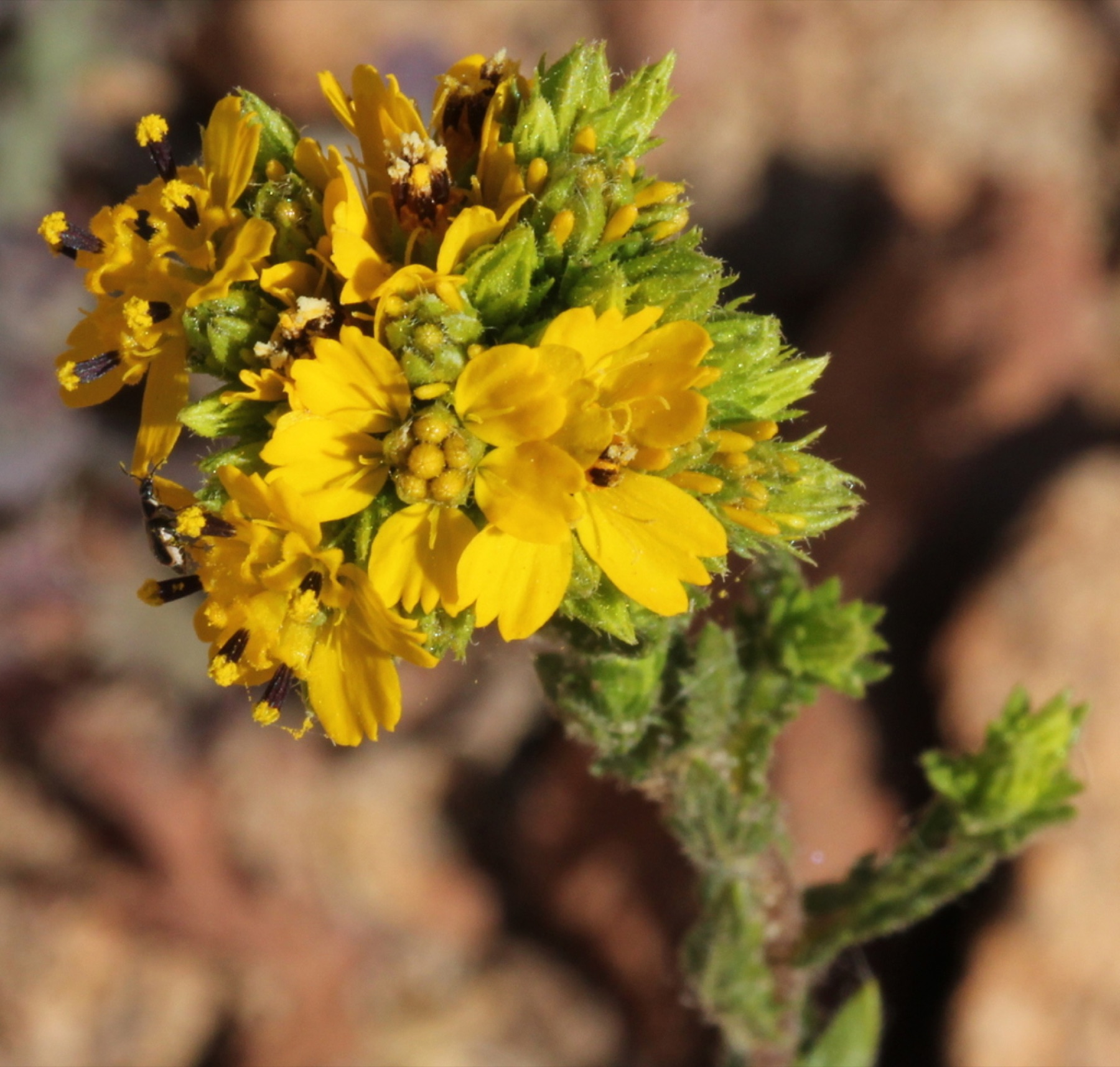 Clustered Tarweed — photo 7