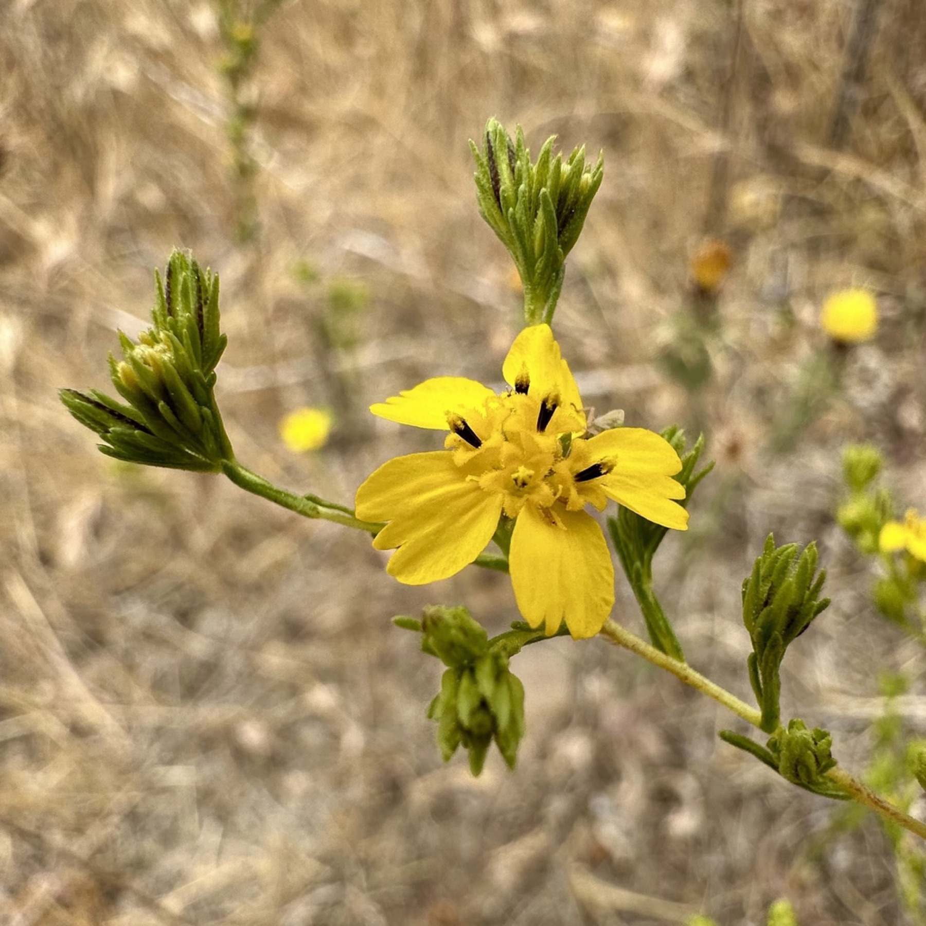 Clustered Tarweed — photo 8