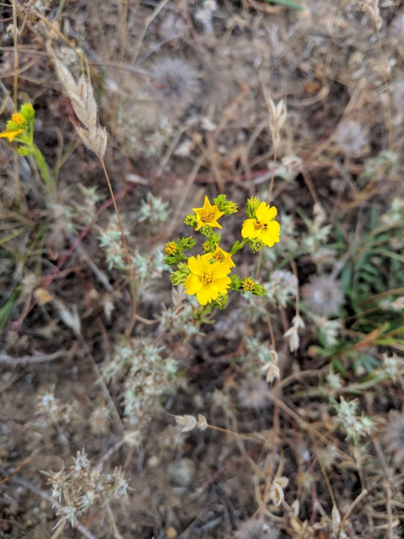 Clustered Tarweed — photo 9