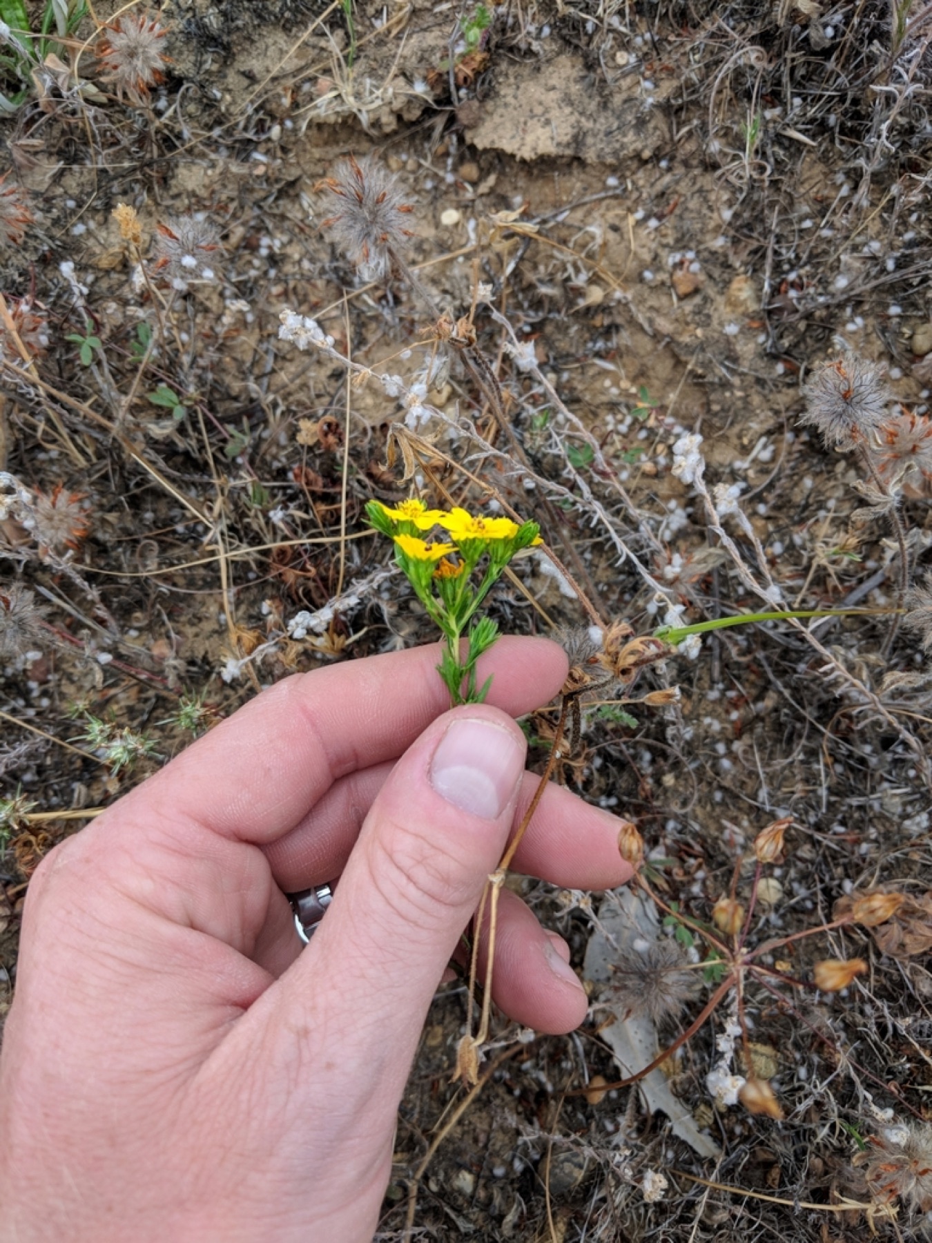 Clustered Tarweed — photo 10