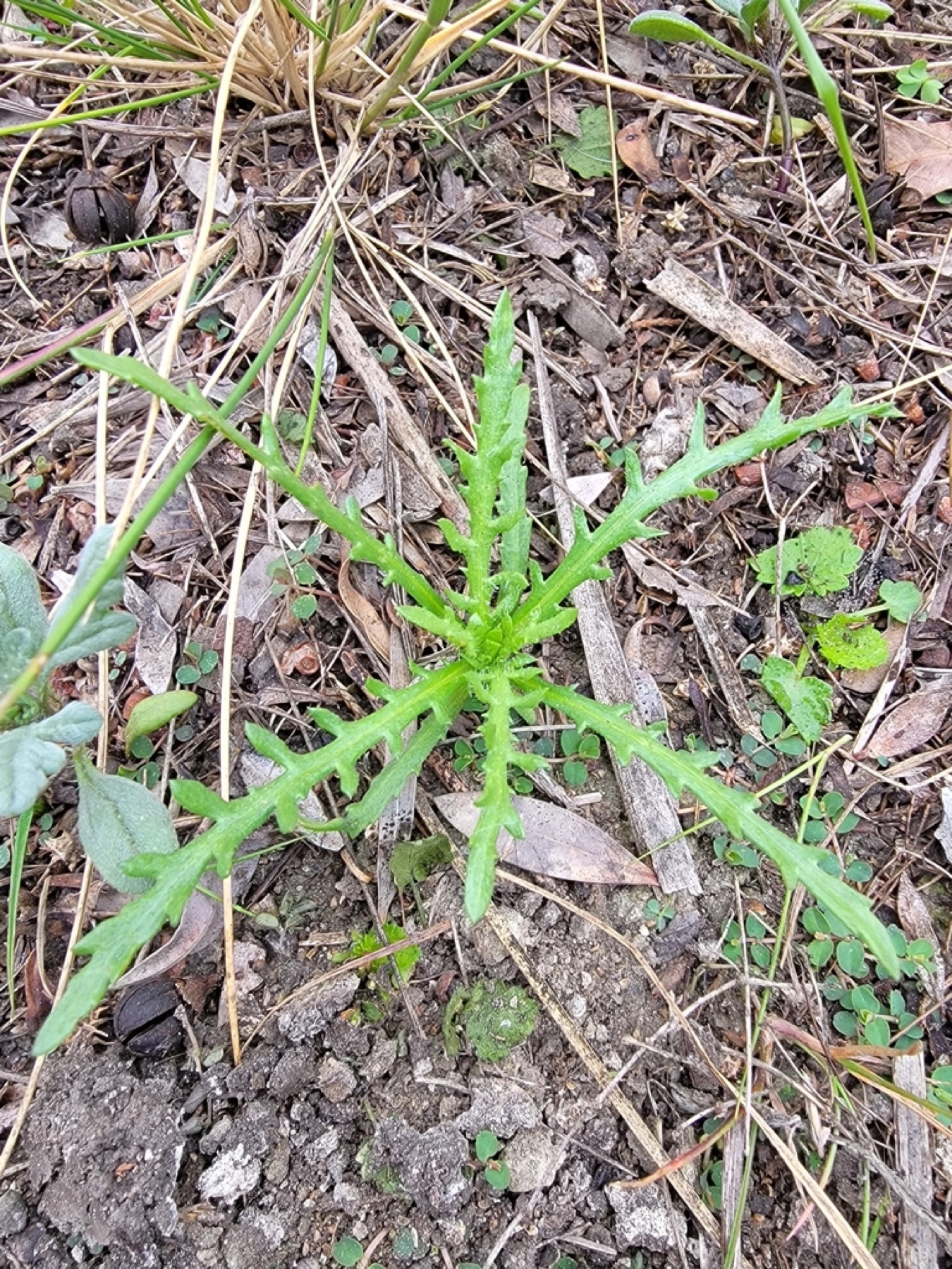 Clustered Tarweed — photo 11