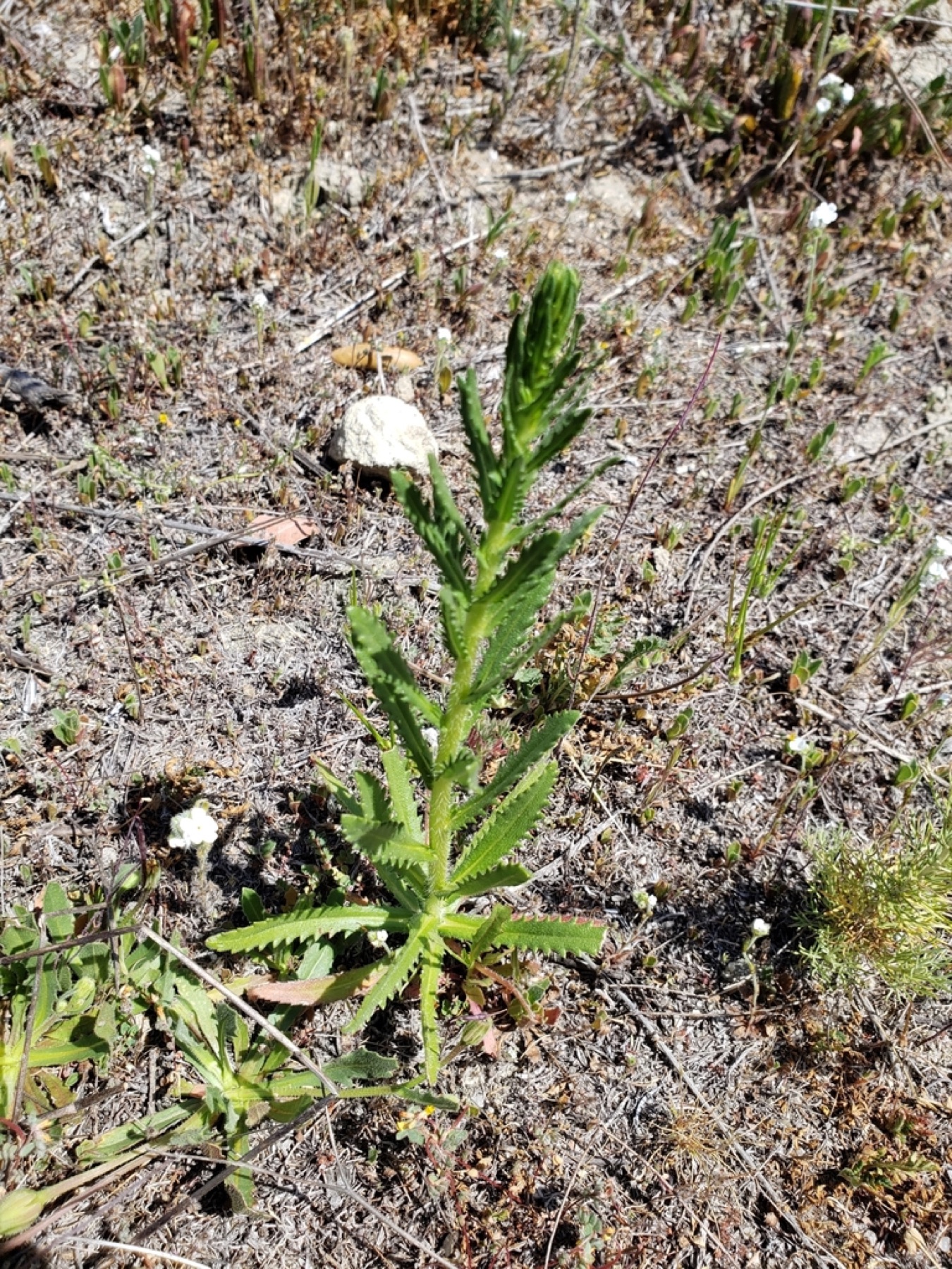 Clustered Tarweed — photo 12