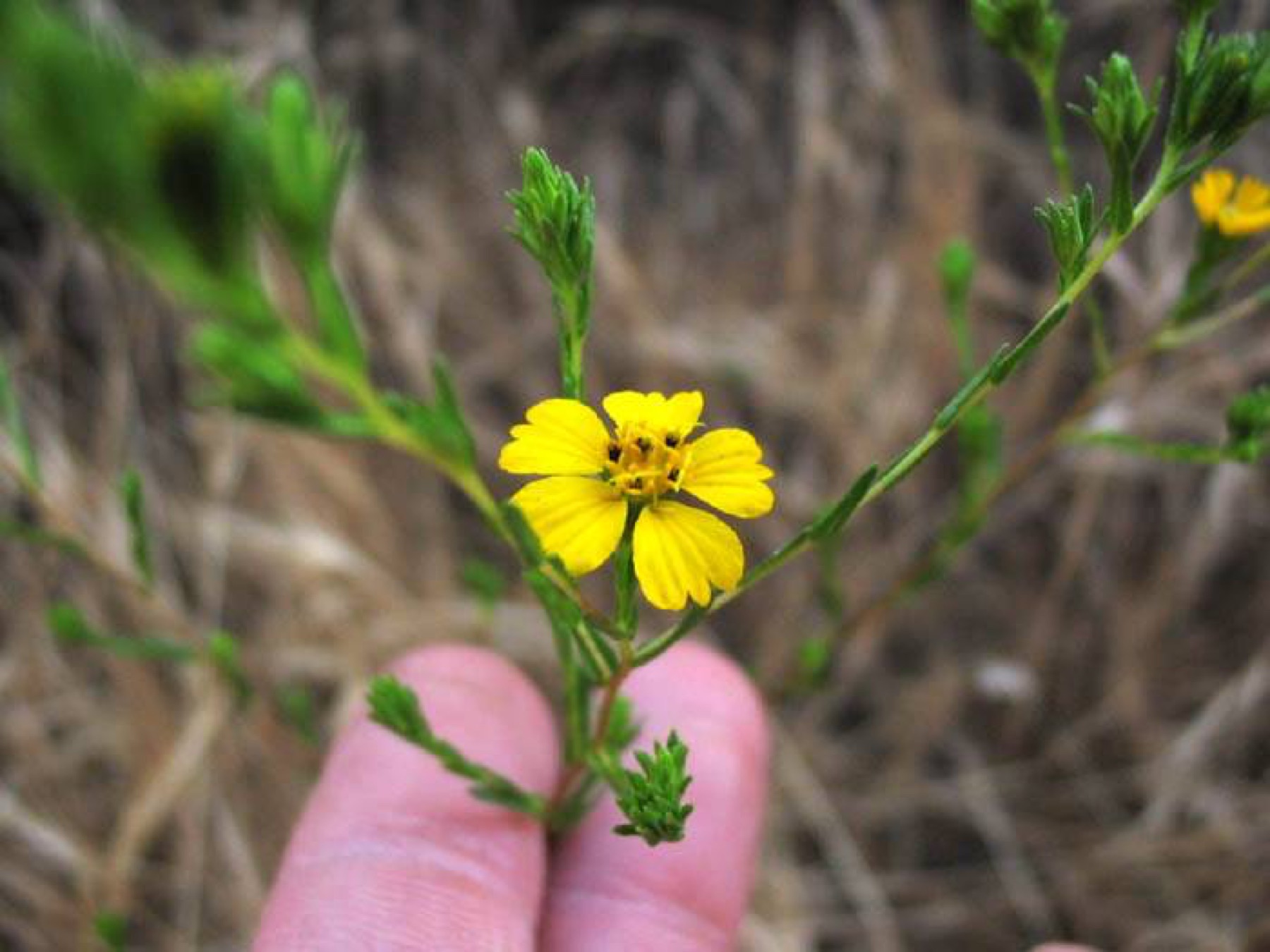 Clustered Tarweed — photo 13
