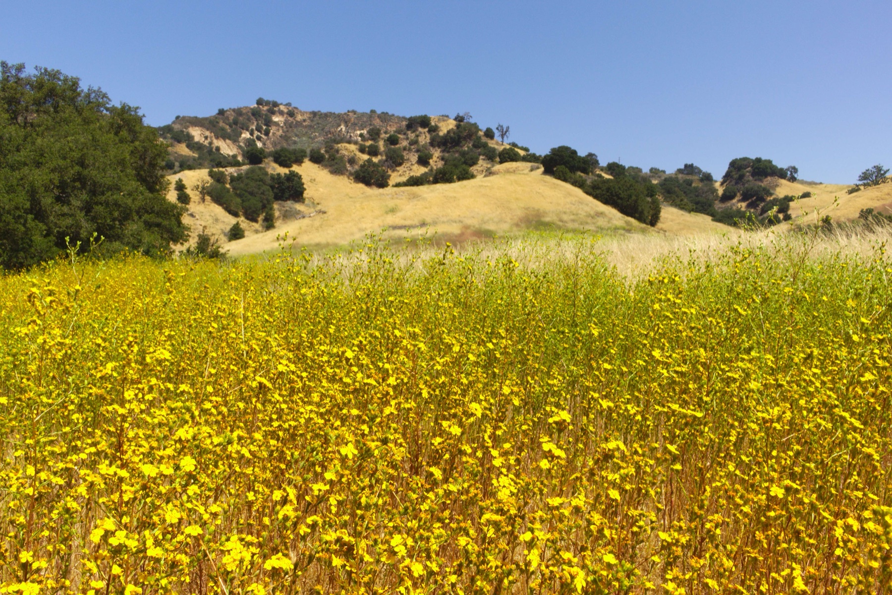 Clustered Tarweed — photo 14