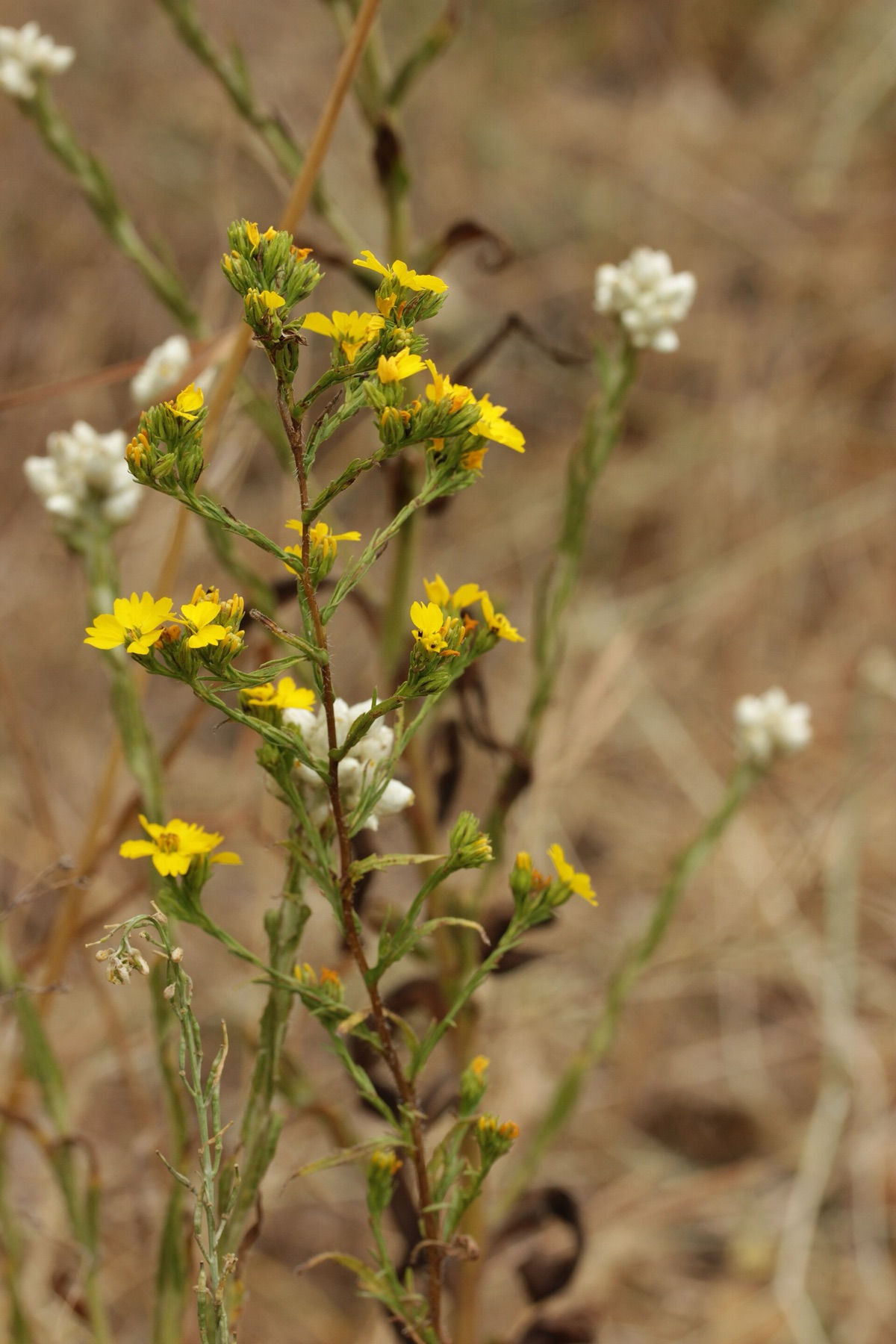 Clustered Tarweed — photo 15
