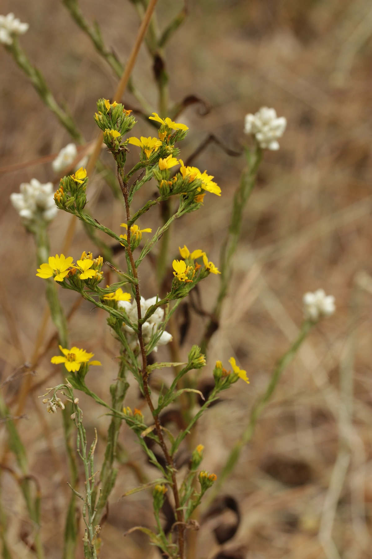 Clustered Tarweed — photo 16