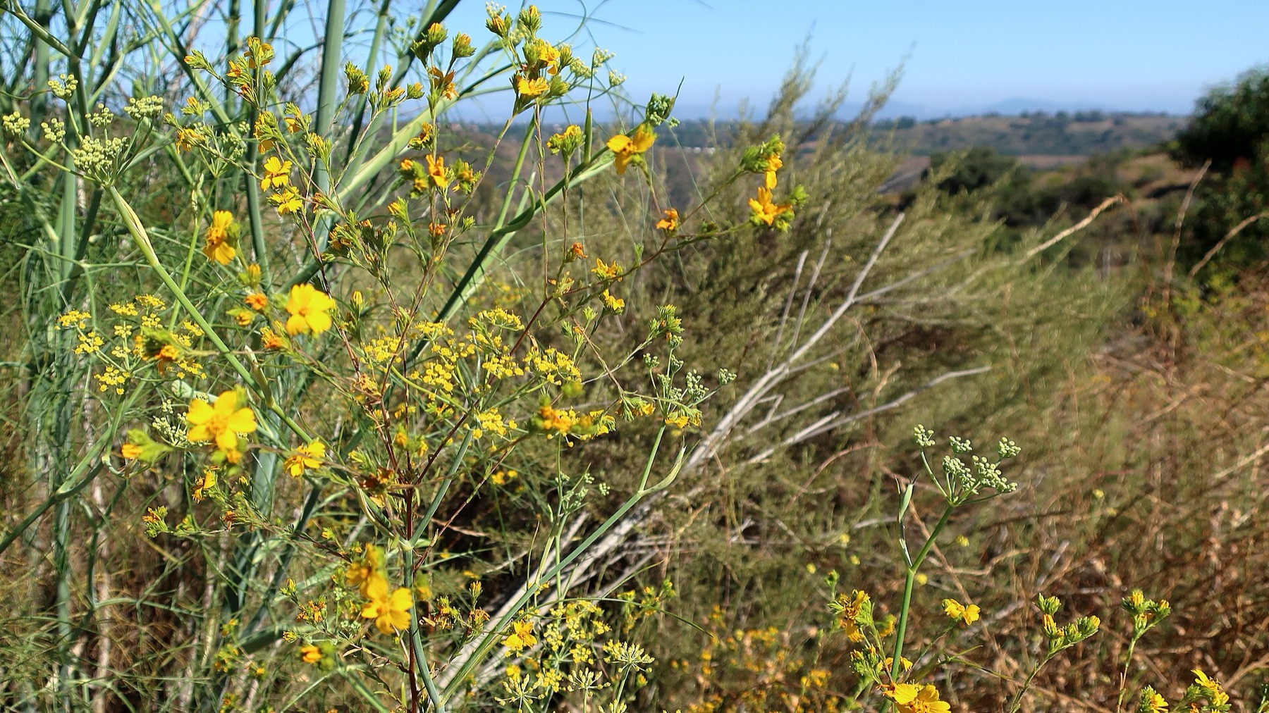 Clustered Tarweed — photo 17