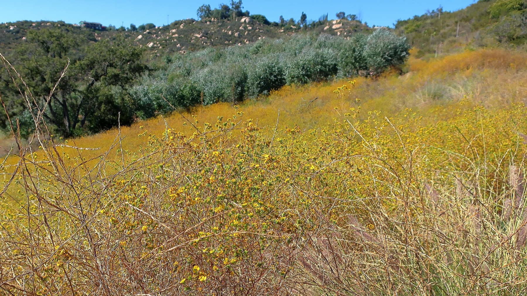 Clustered Tarweed — photo 18