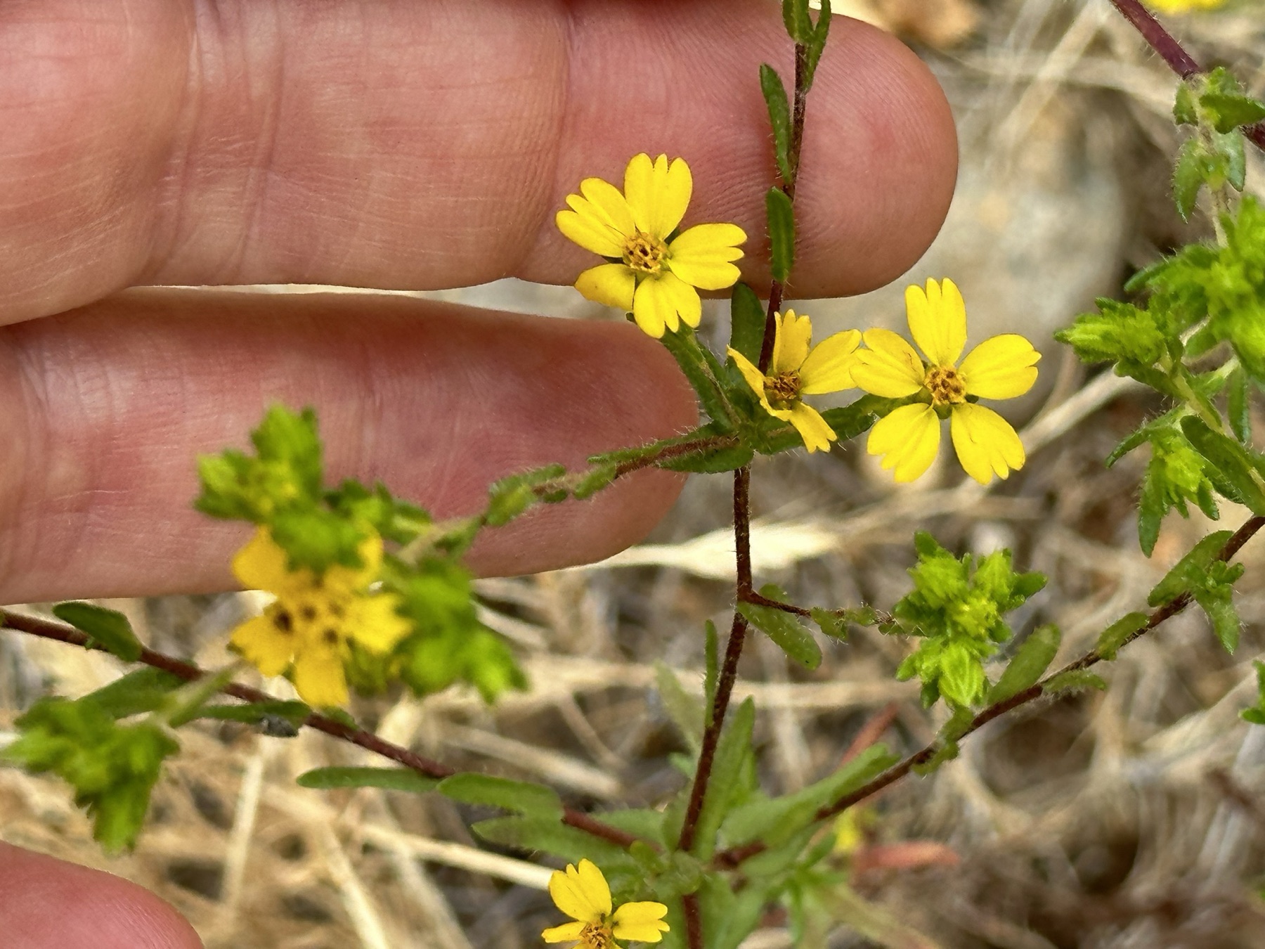 Clustered Tarweed — photo 19