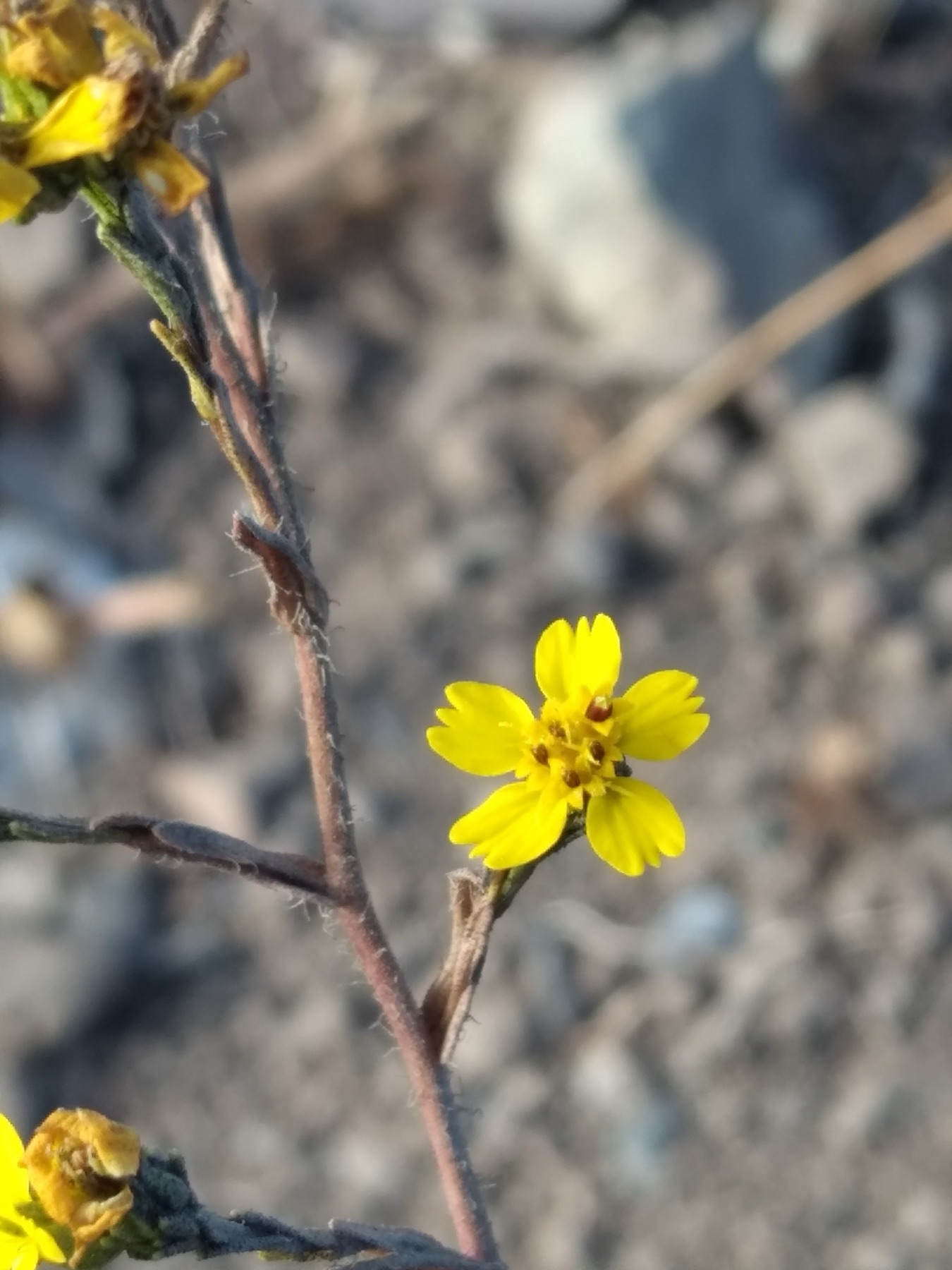 Clustered Tarweed — photo 20