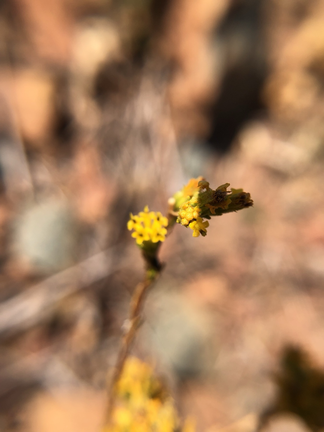 Clustered Tarweed — photo 21