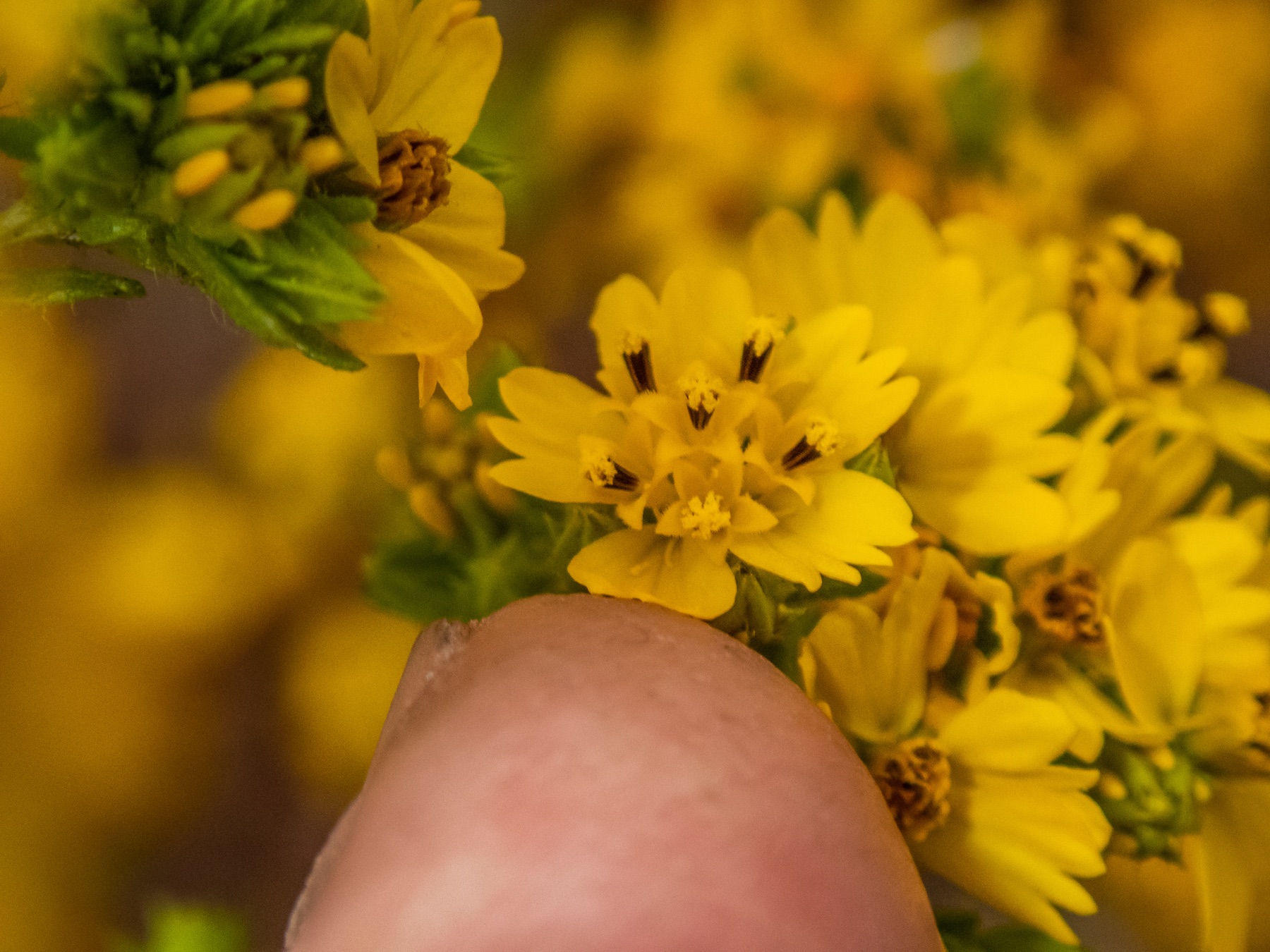 Clustered Tarweed — photo 22