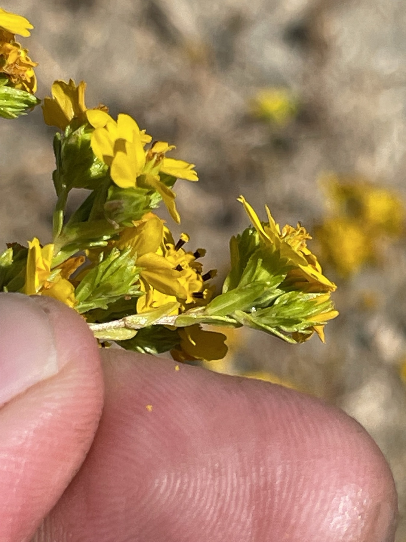 Clustered Tarweed — photo 23