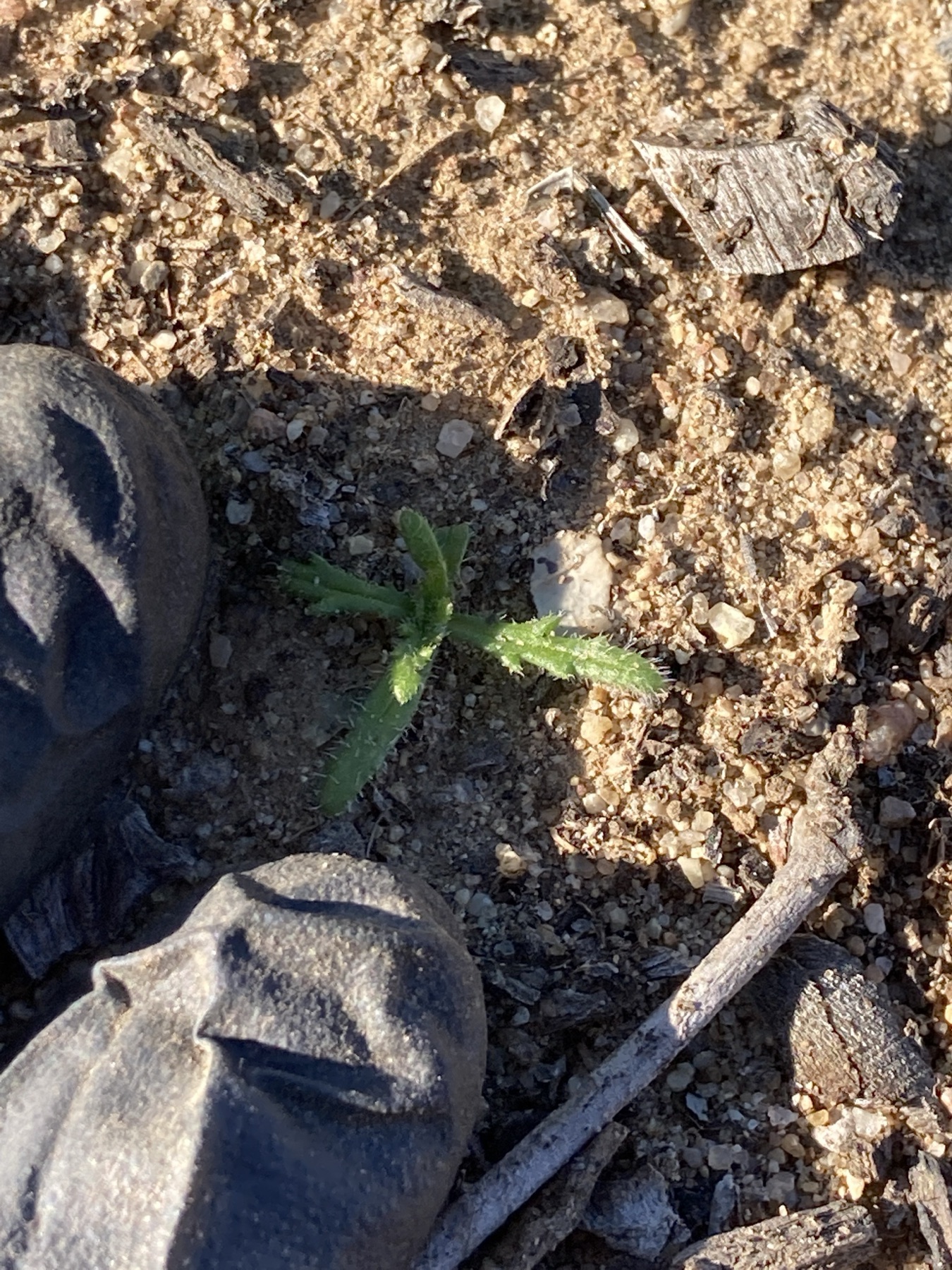 Clustered Tarweed — photo 24