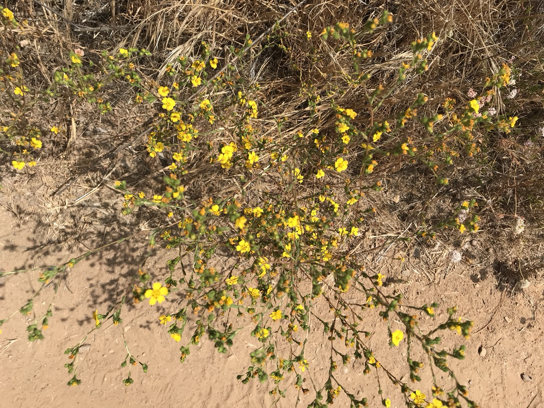 Clustered Tarweed