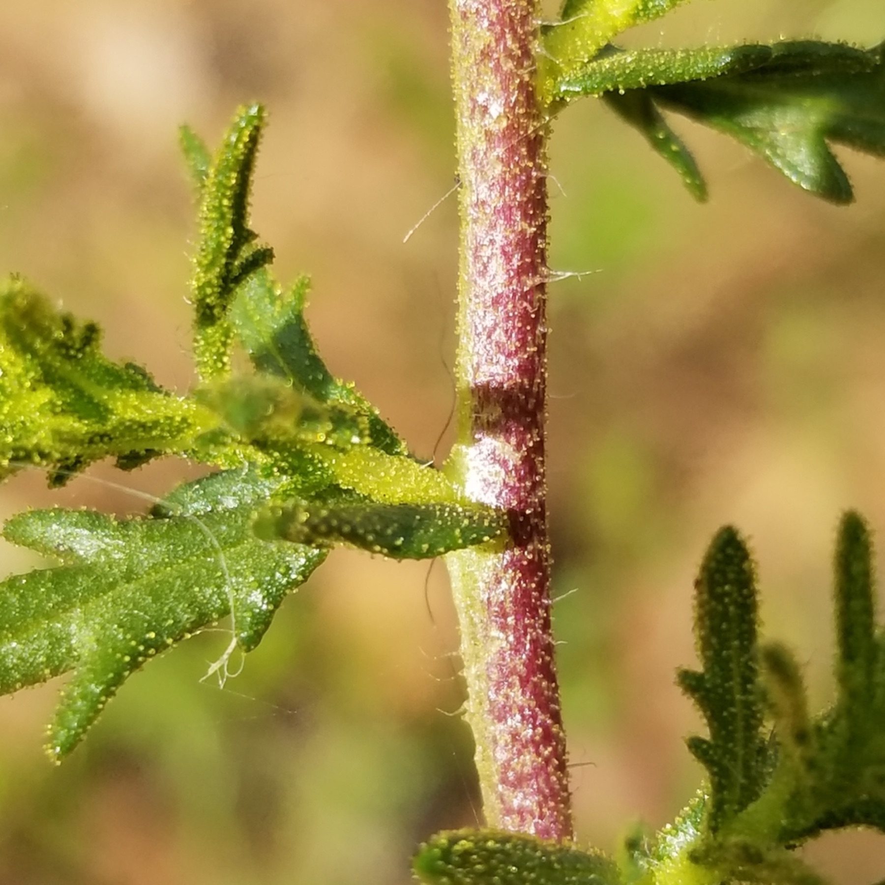 Clustered Tarweed — photo 2