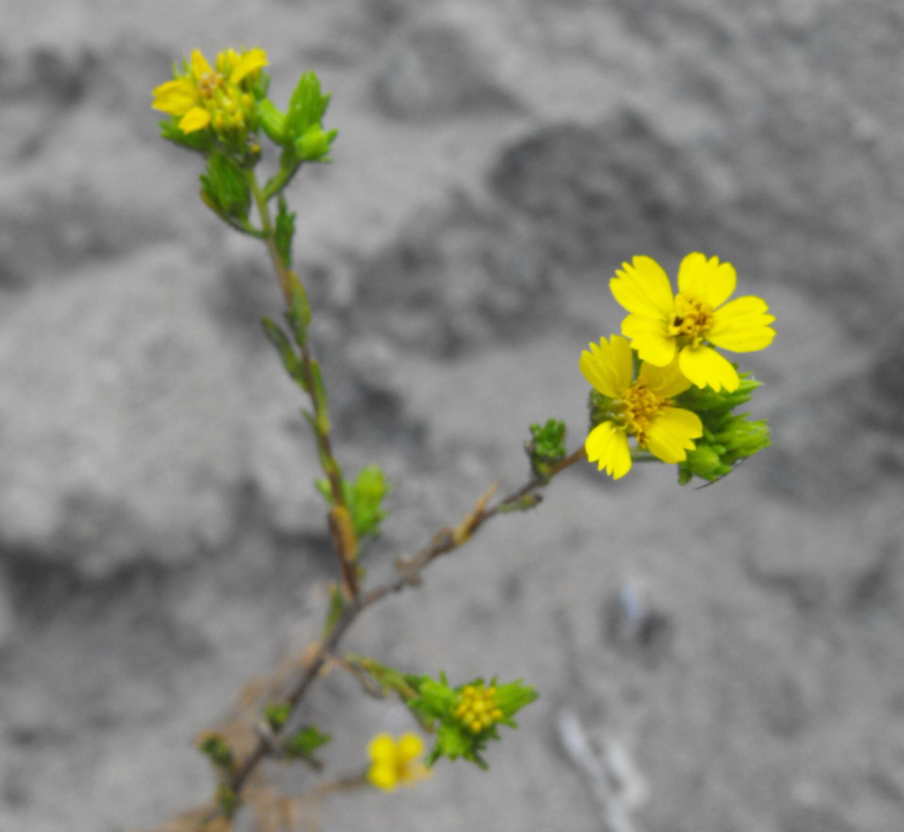 Clustered Tarweed — photo 3