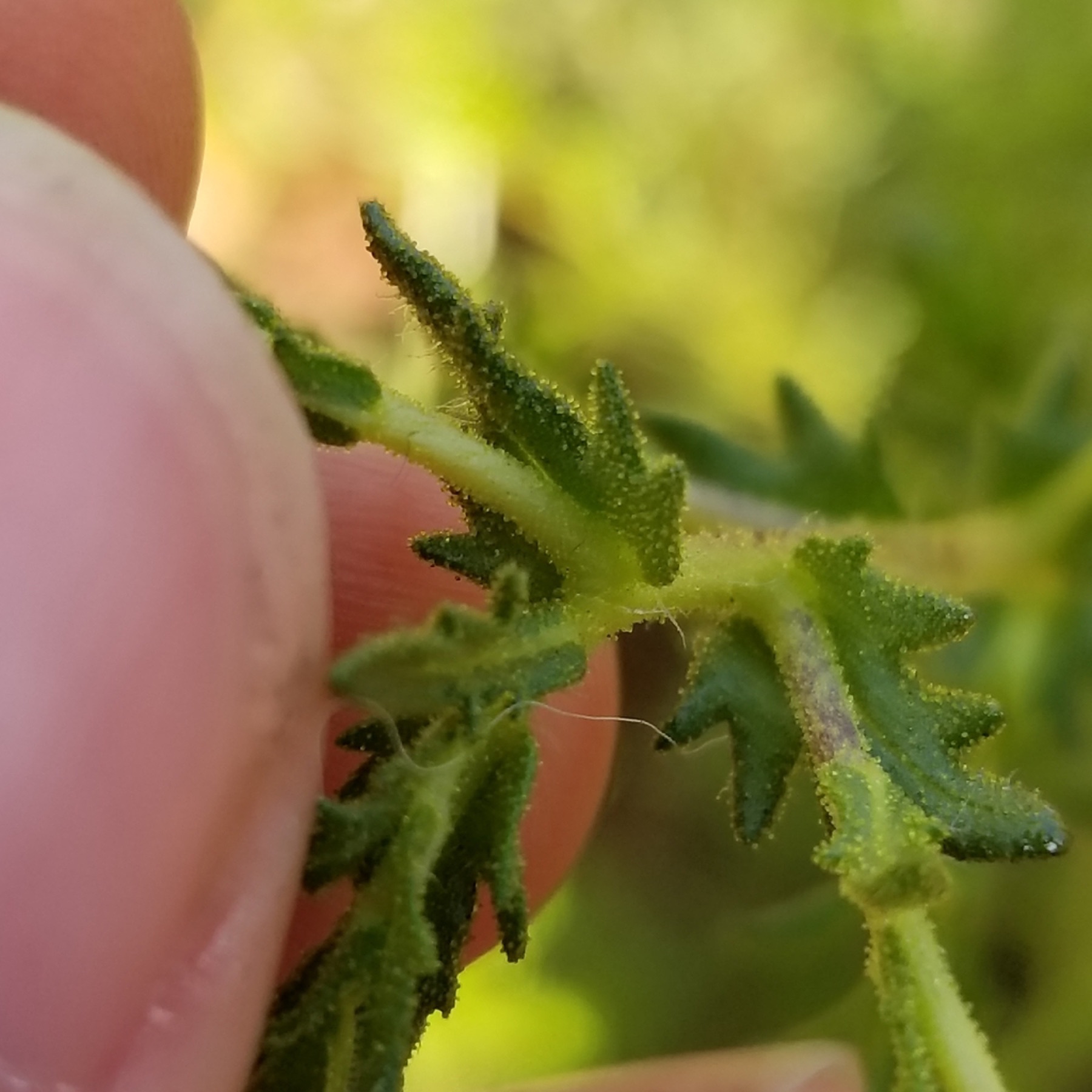 Clustered Tarweed — photo 4