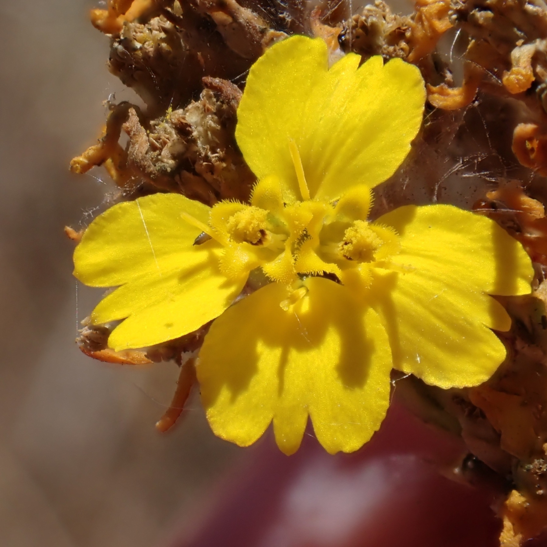 Clustered Tarweed — photo 5