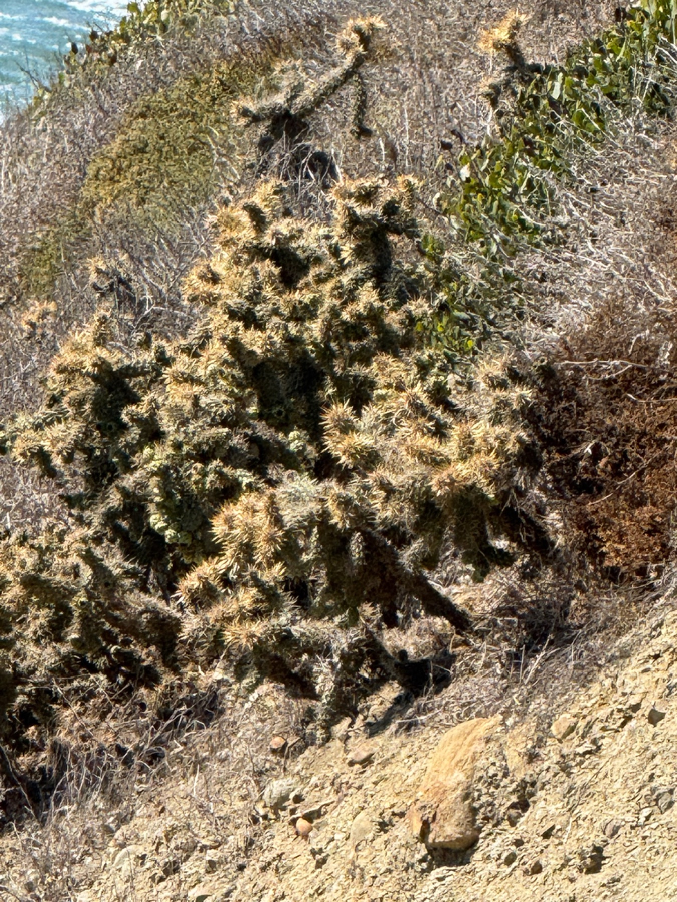 Coast Cholla — photo 6
