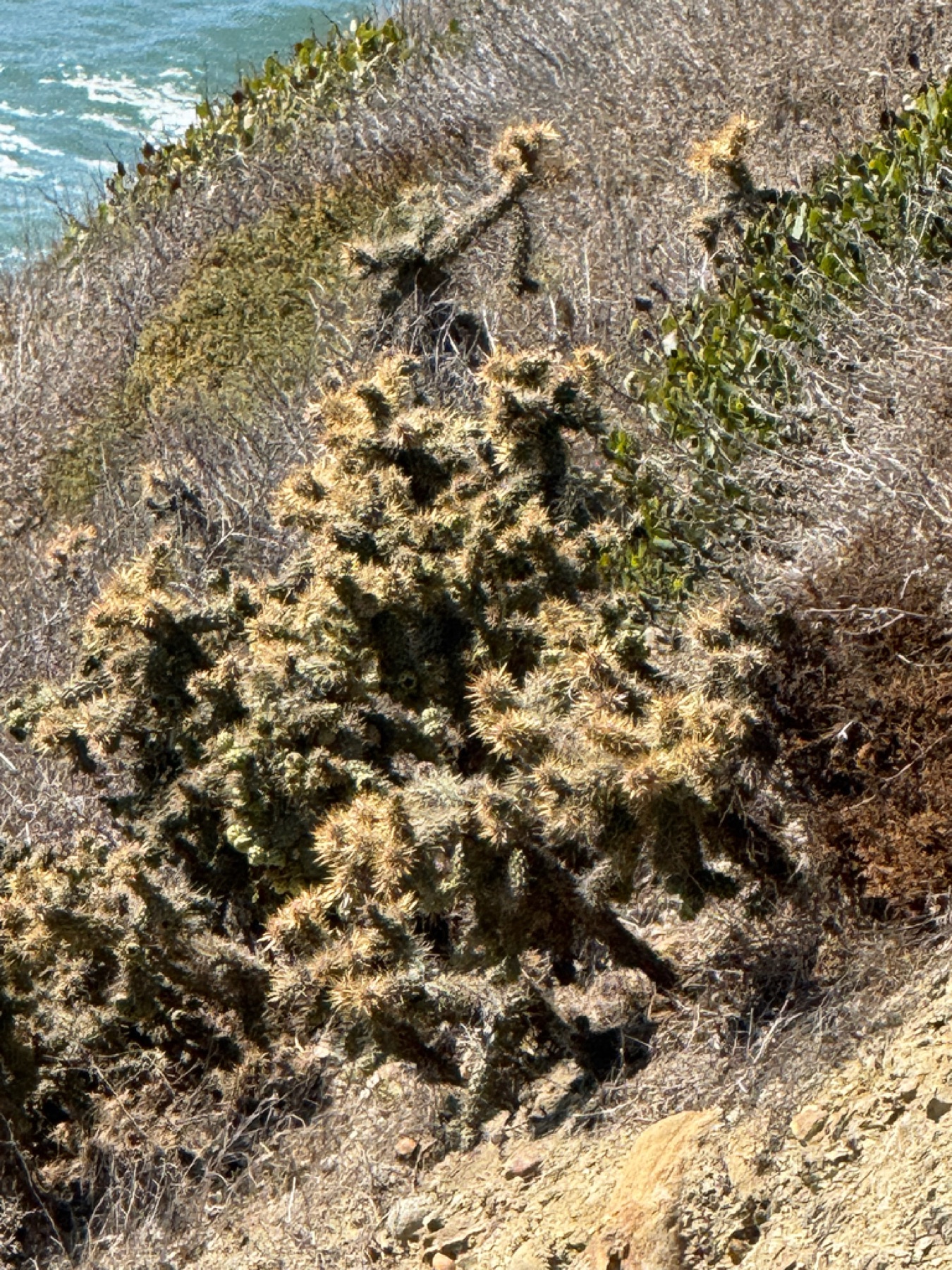 Coast Cholla — photo 7