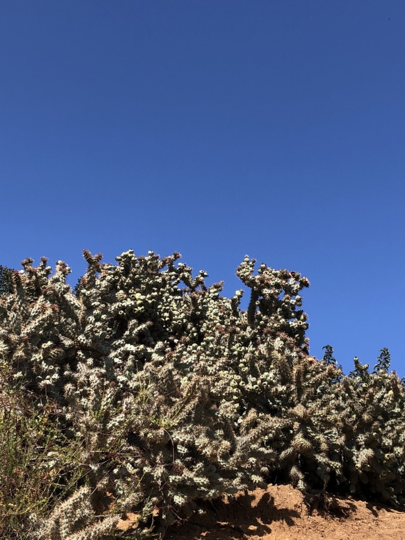 Coast Cholla — photo 8