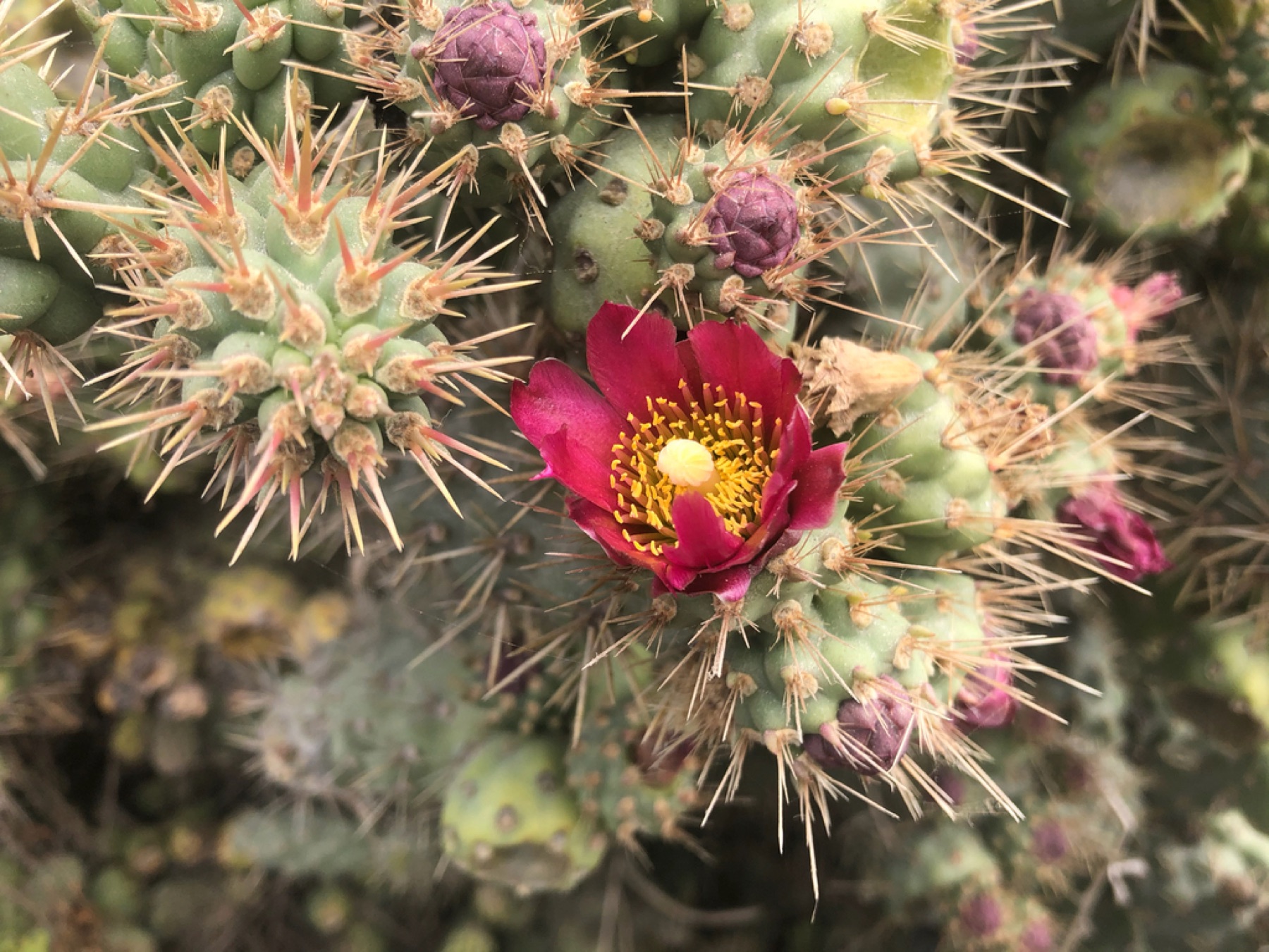 Coast Cholla — photo 9