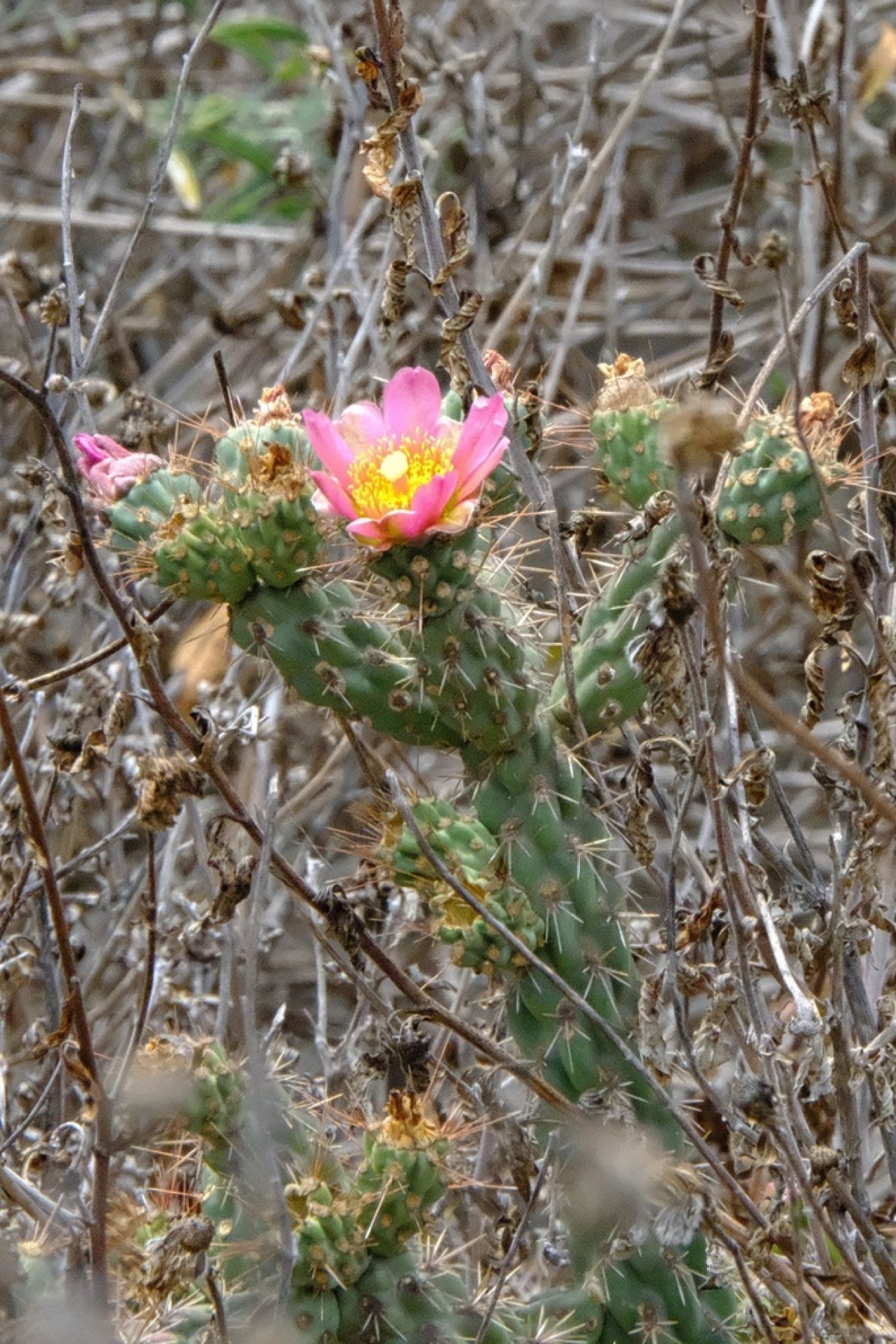 Coast Cholla — photo 10