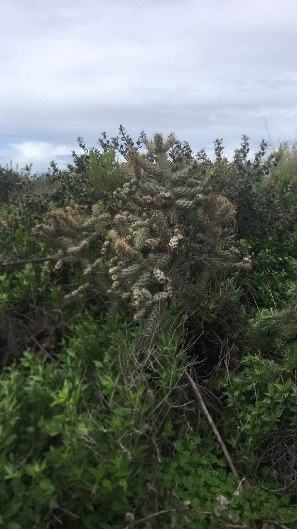Coast Cholla — photo 11