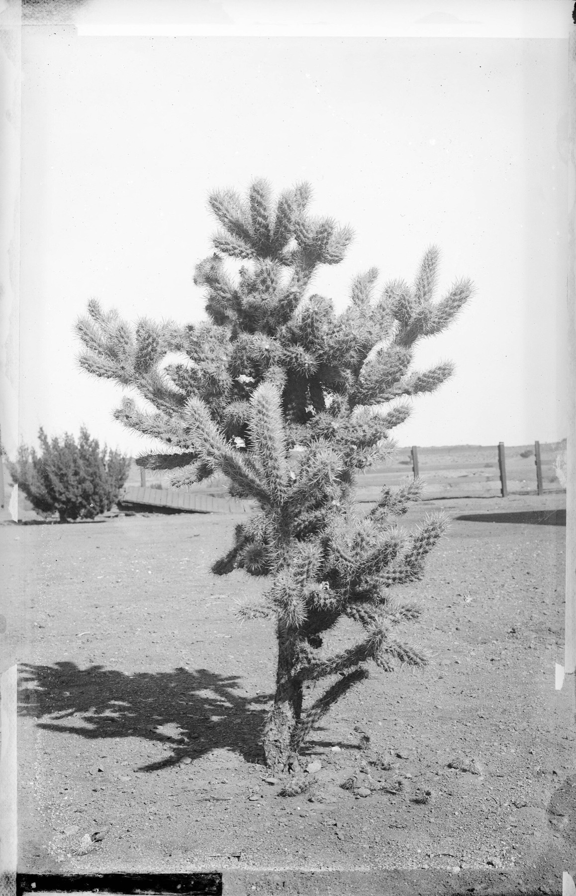 Coast Cholla — photo 12