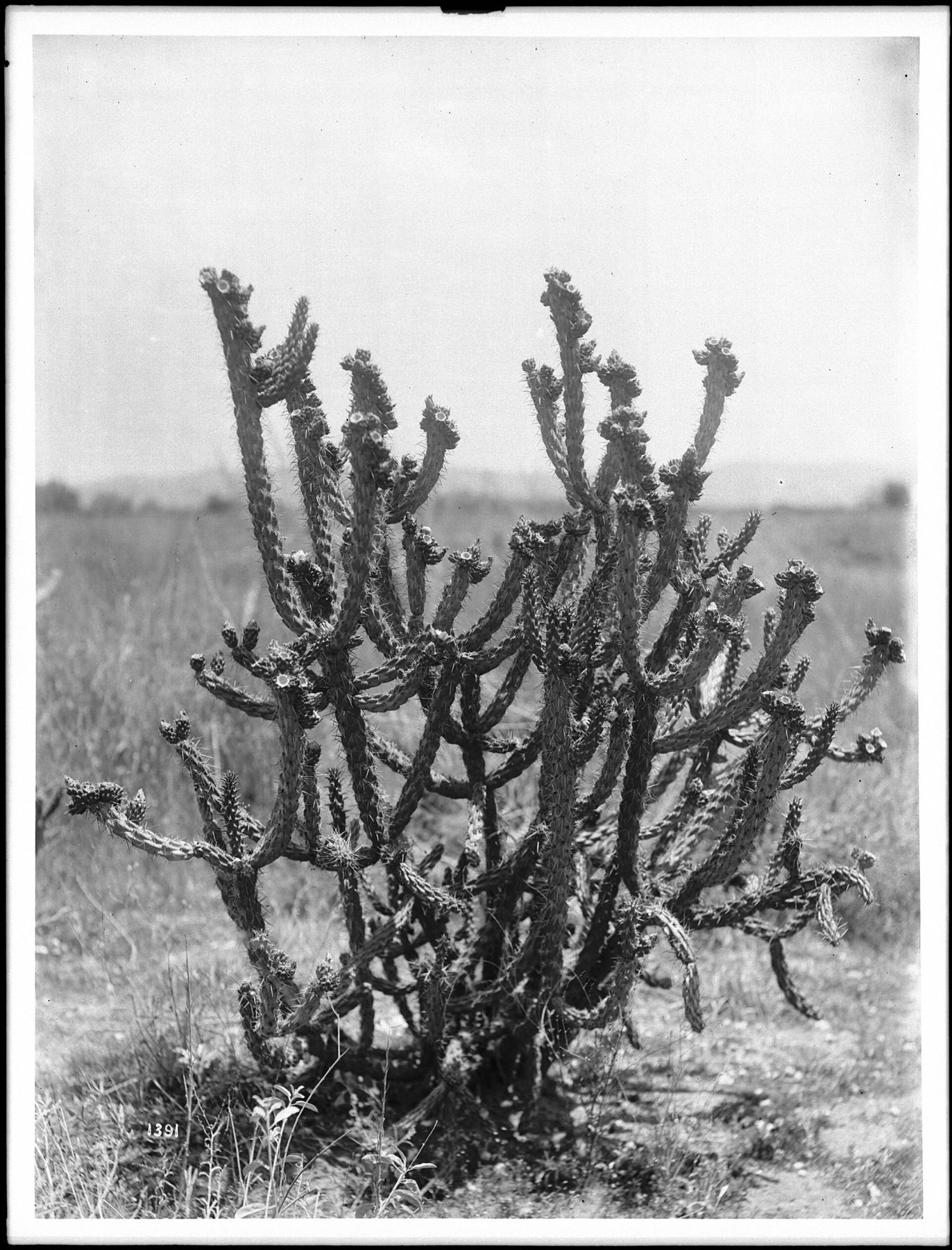 Coast Cholla — photo 13