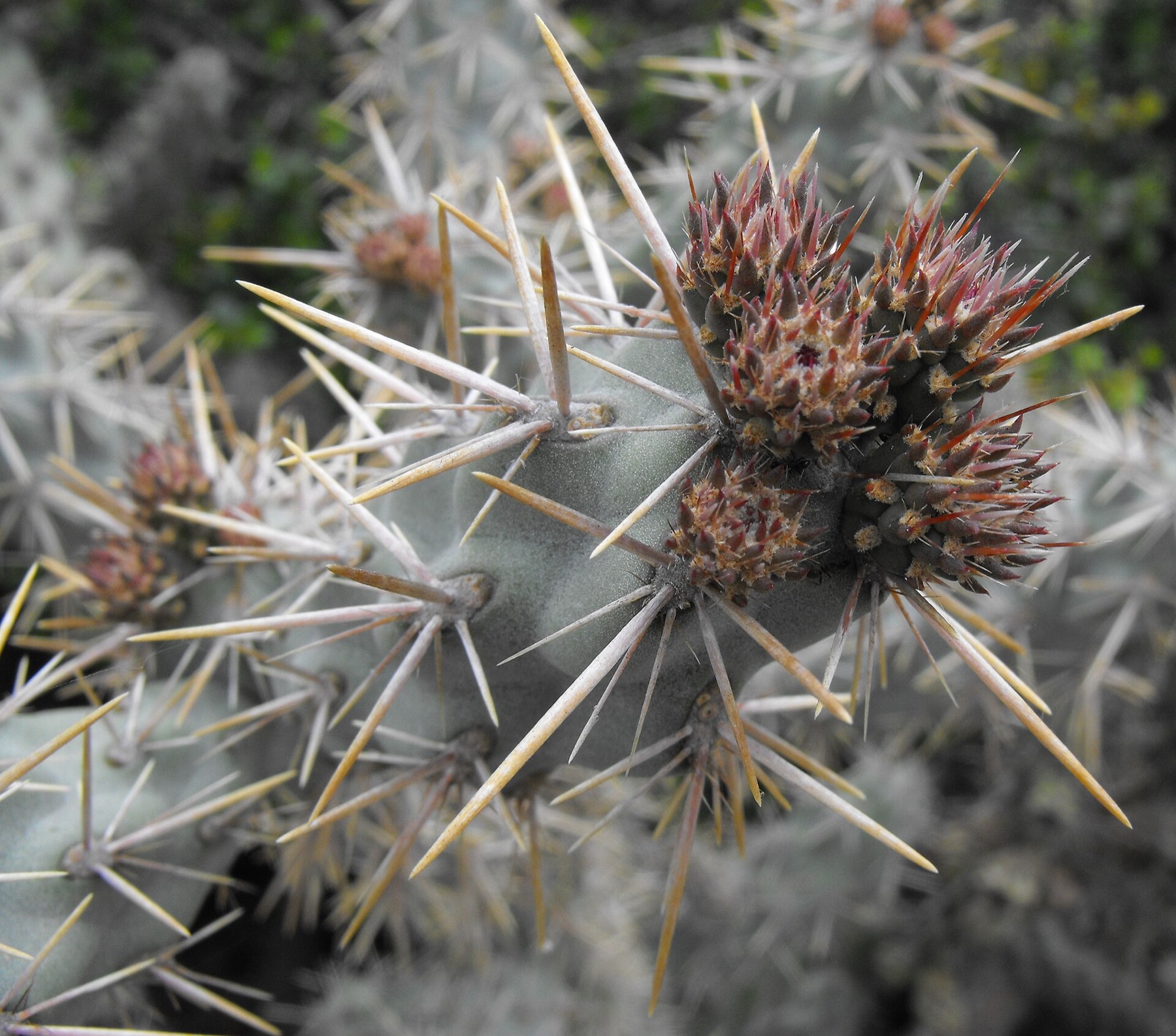 Coast Cholla — photo 14