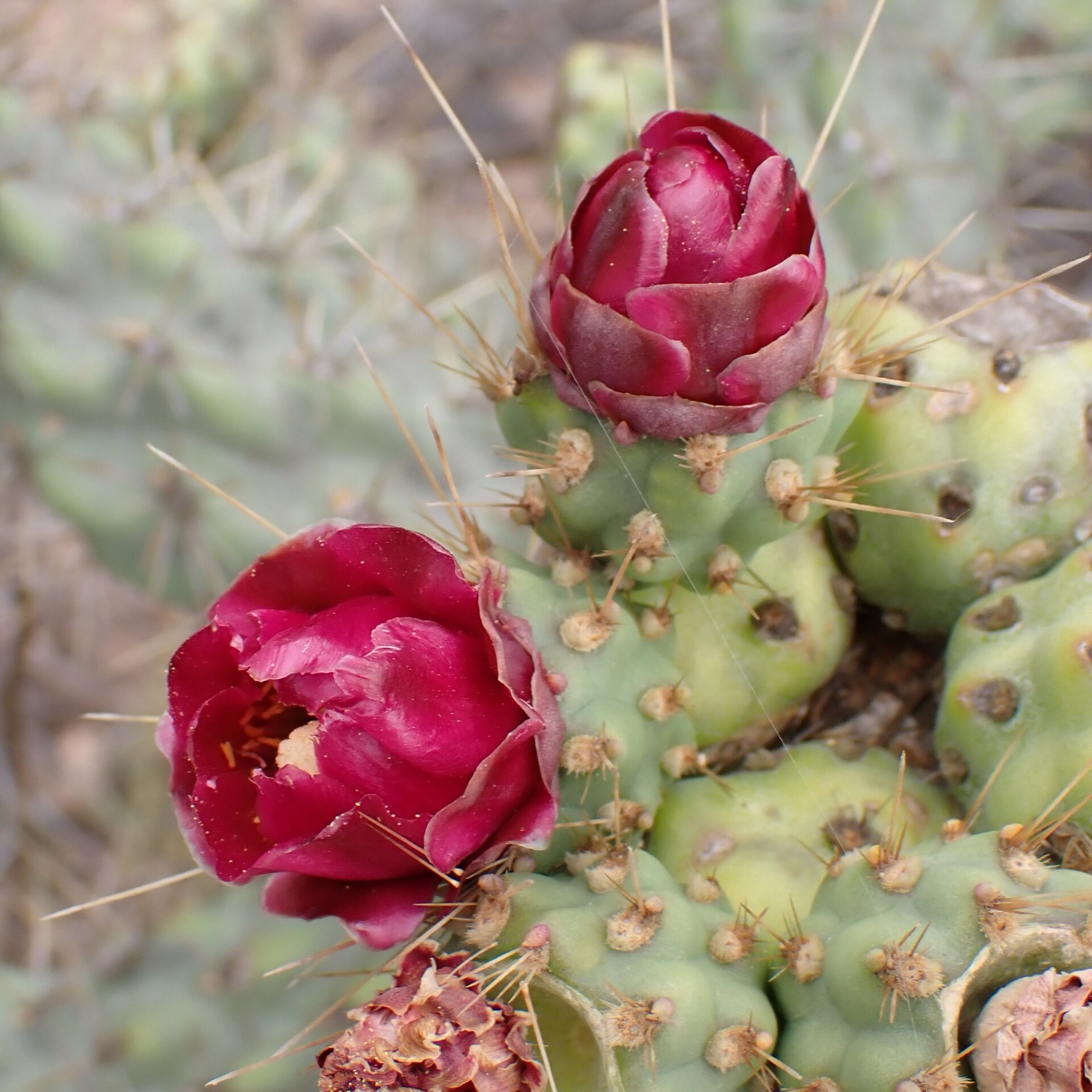 Coast Cholla — photo 15