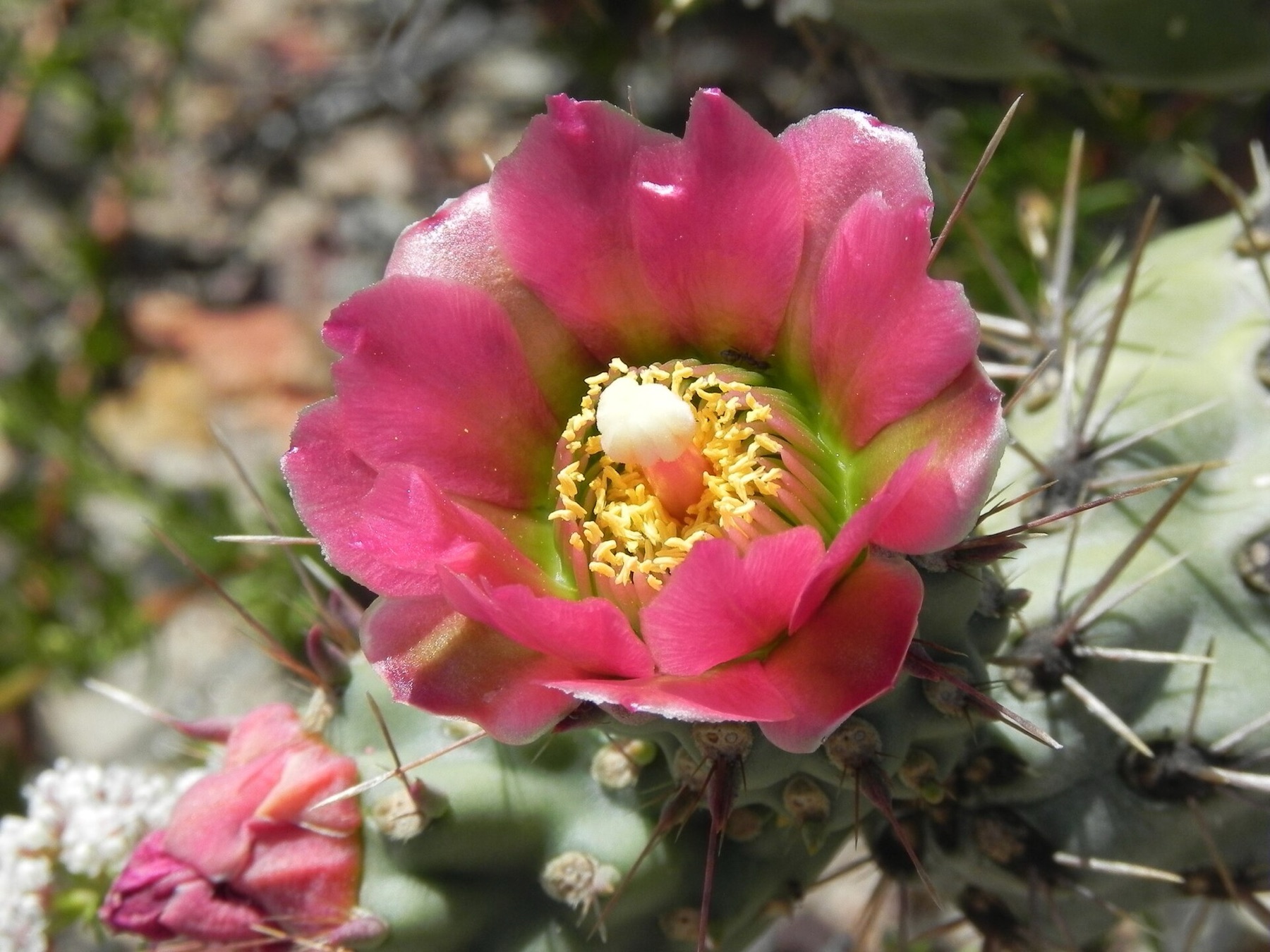 Coast Cholla — photo 16