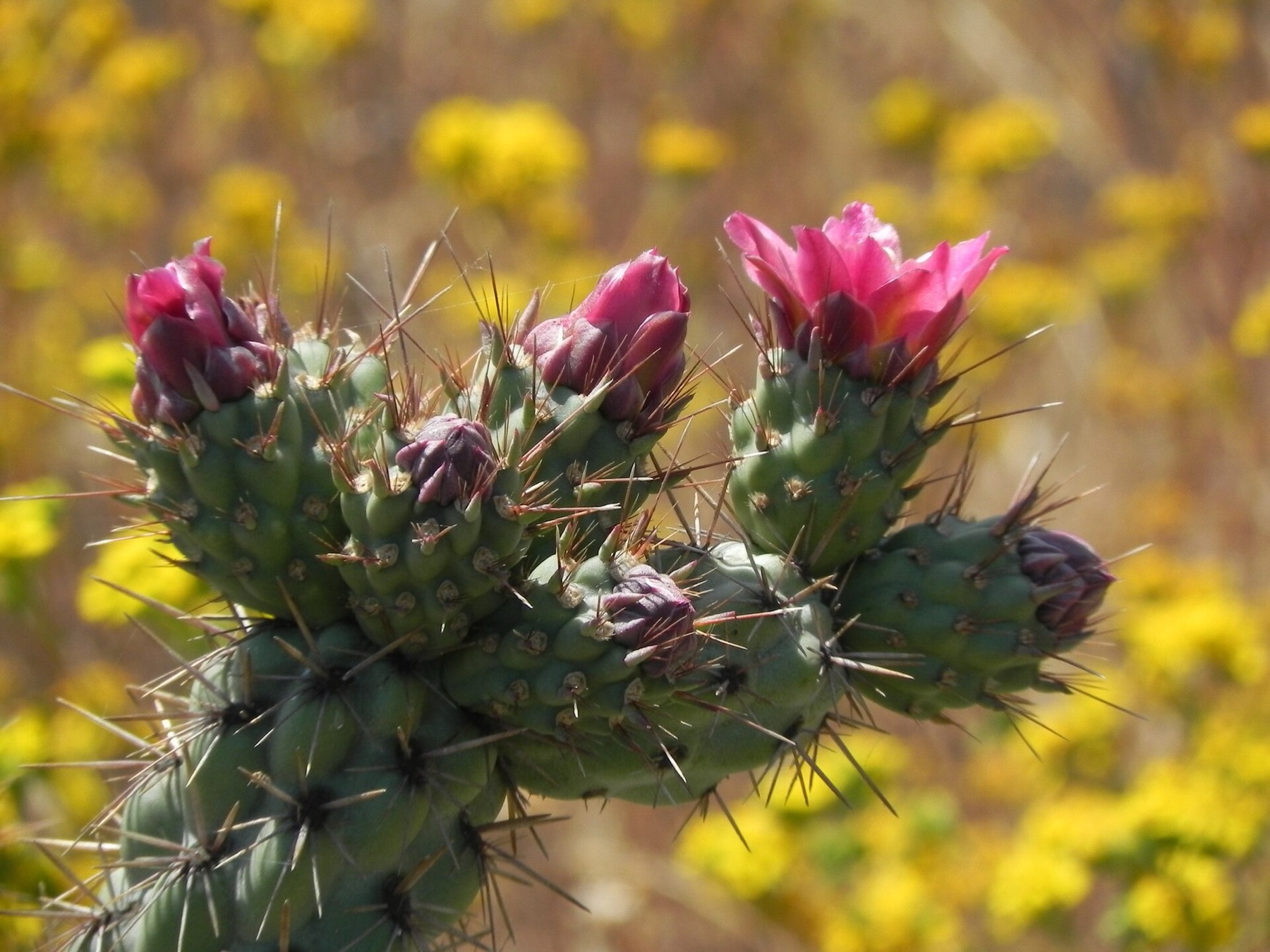 Coast Cholla — photo 17