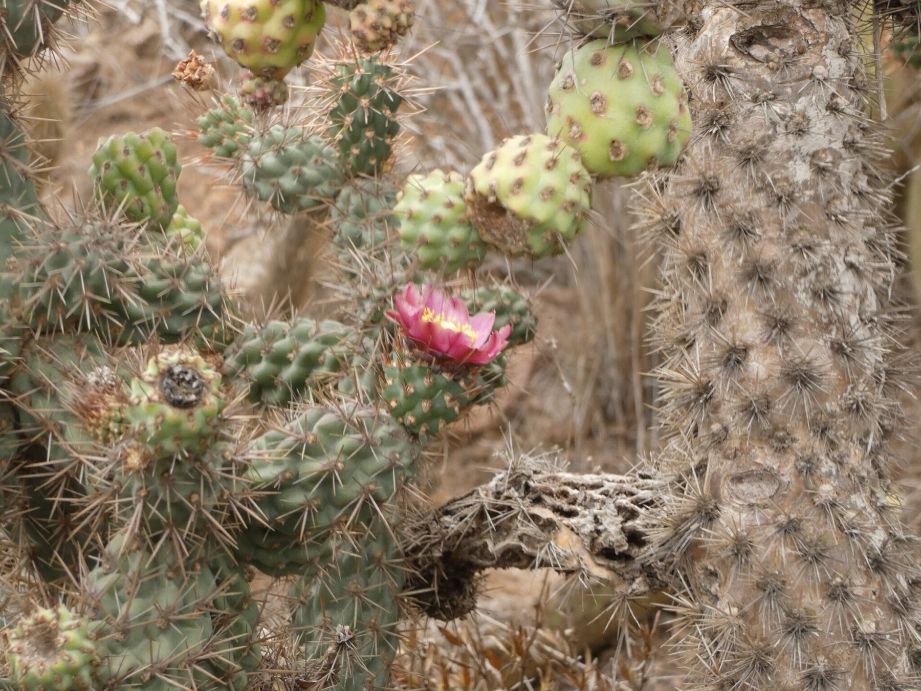 Coast Cholla — photo 18