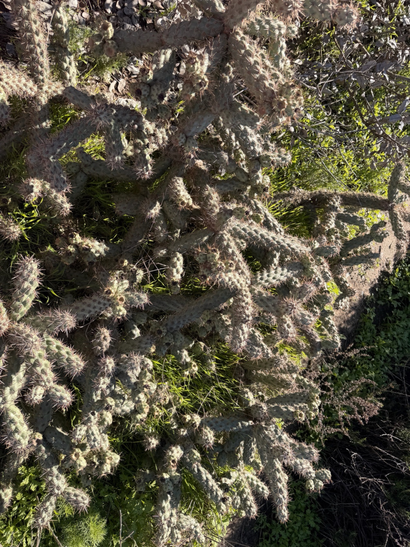 Coast Cholla — photo 19