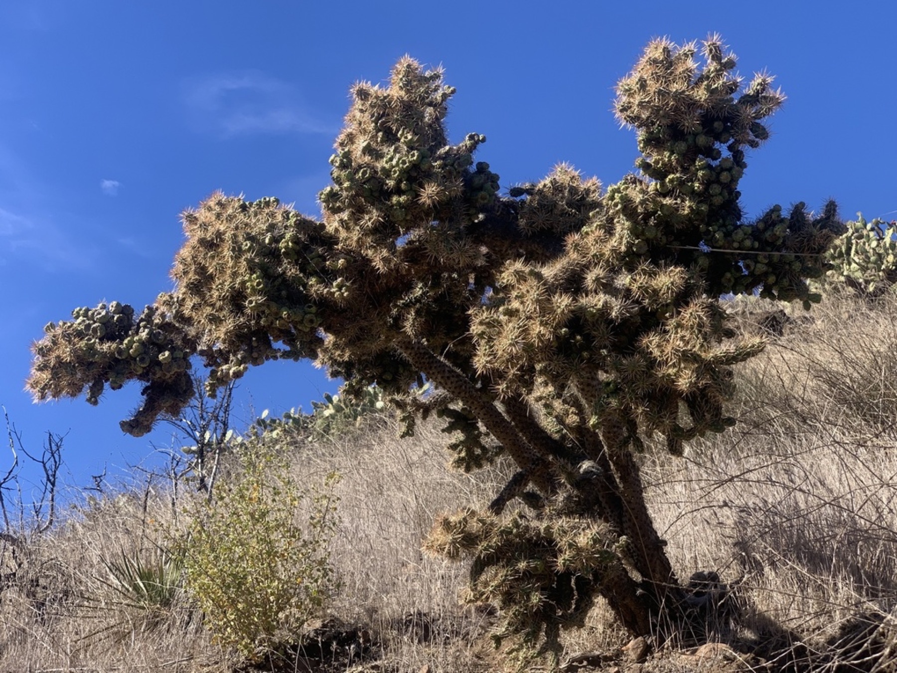 Coast Cholla — photo 20