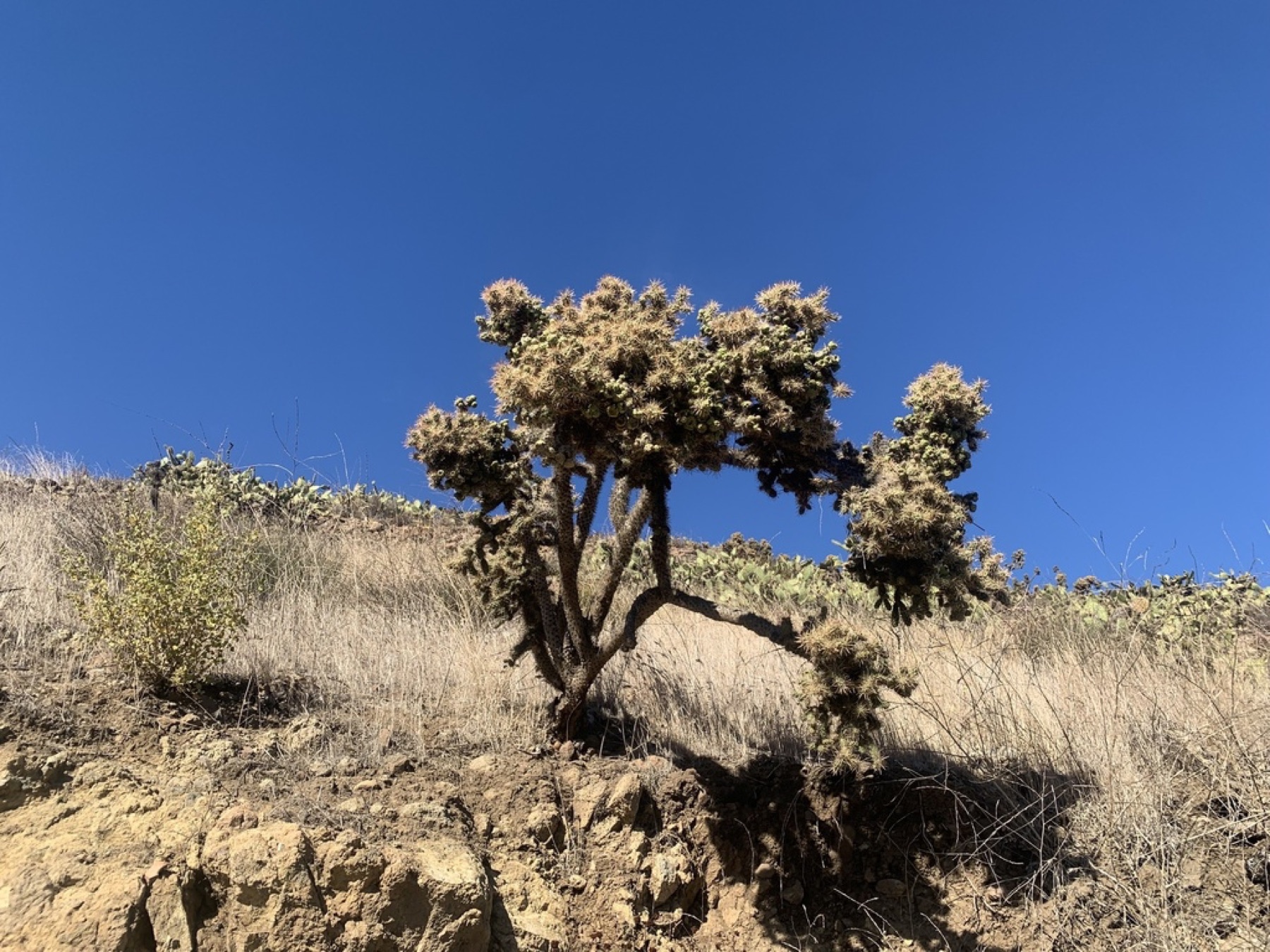 Coast Cholla — photo 21
