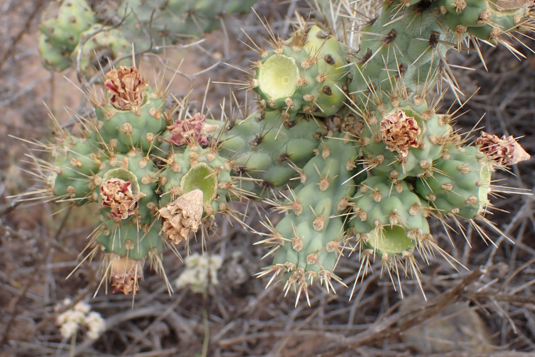 Coast Cholla — photo 22