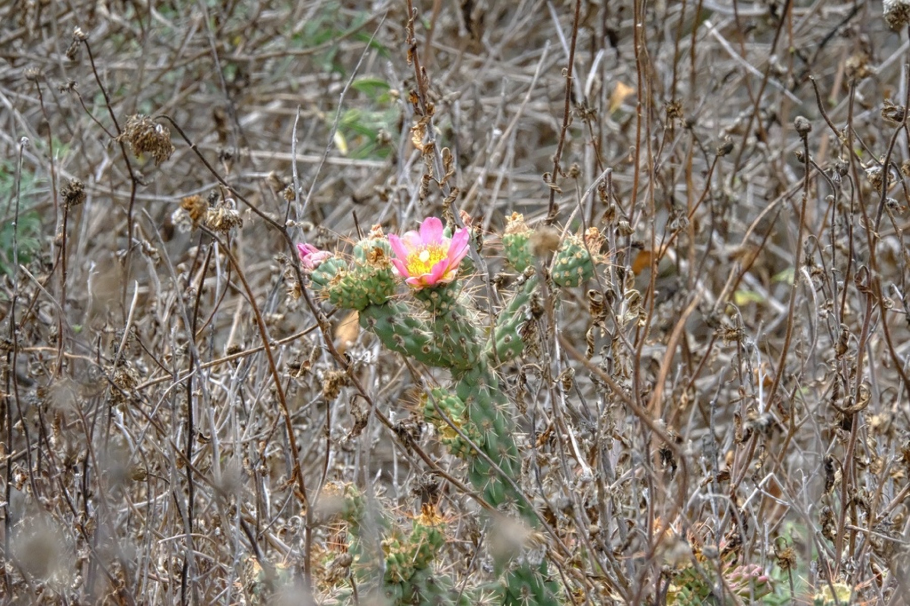 Coast Cholla — photo 23