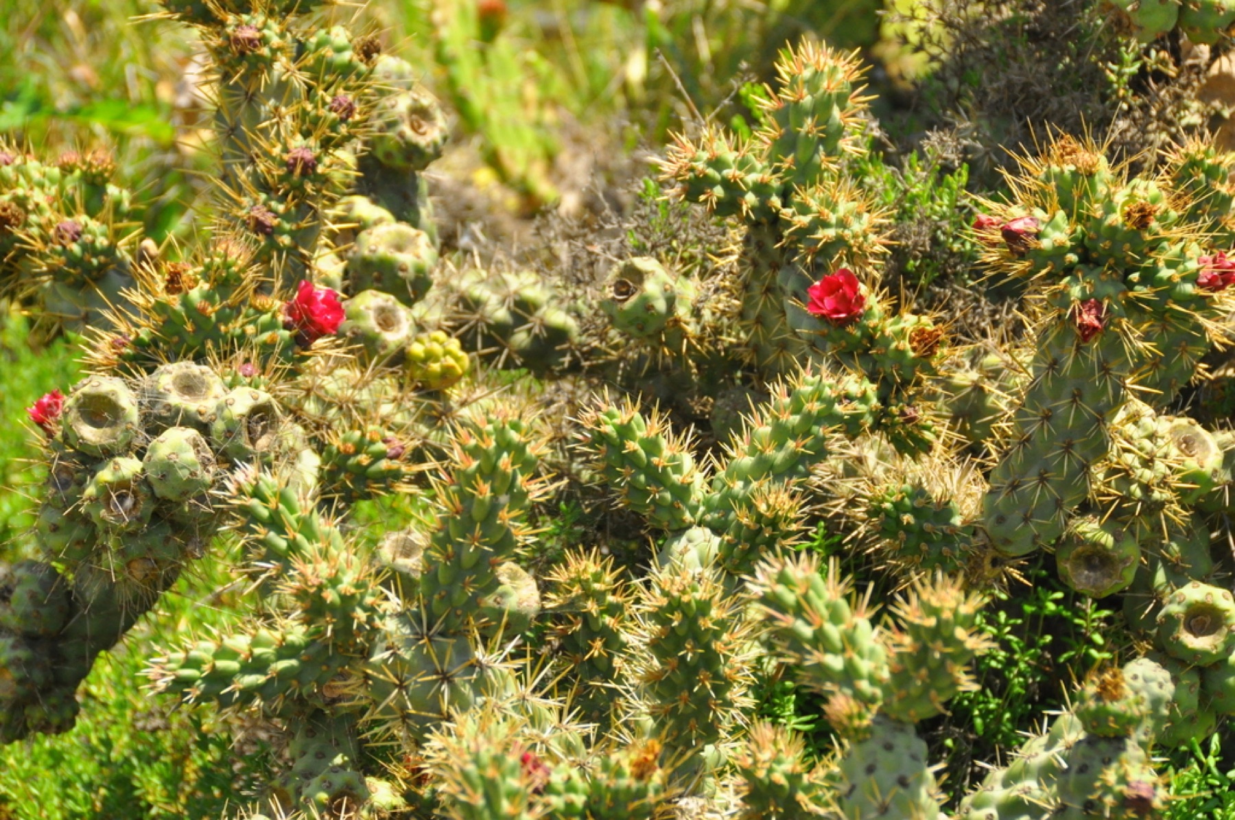 Coast Cholla — photo 1