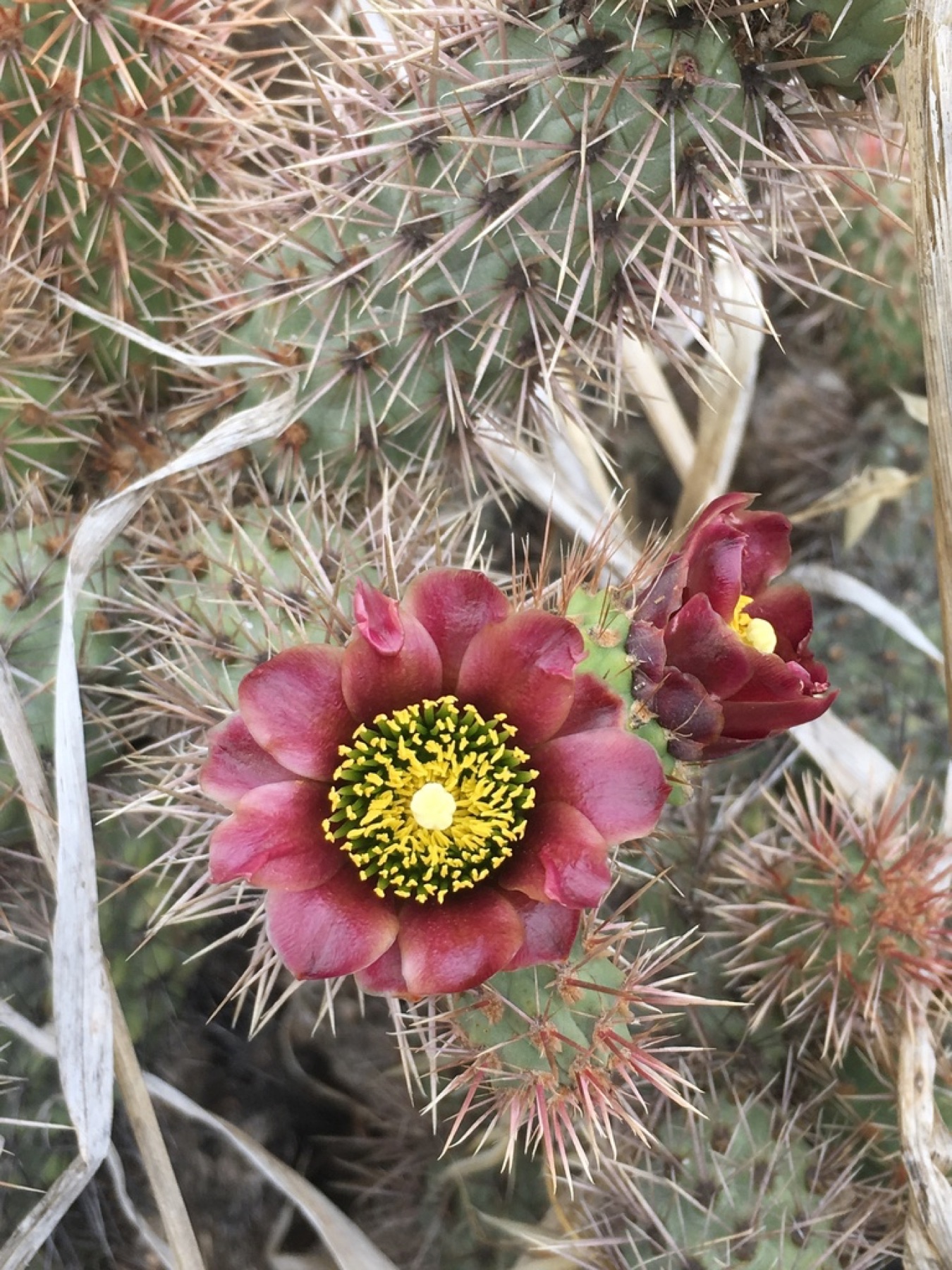 Coast Cholla — photo 2
