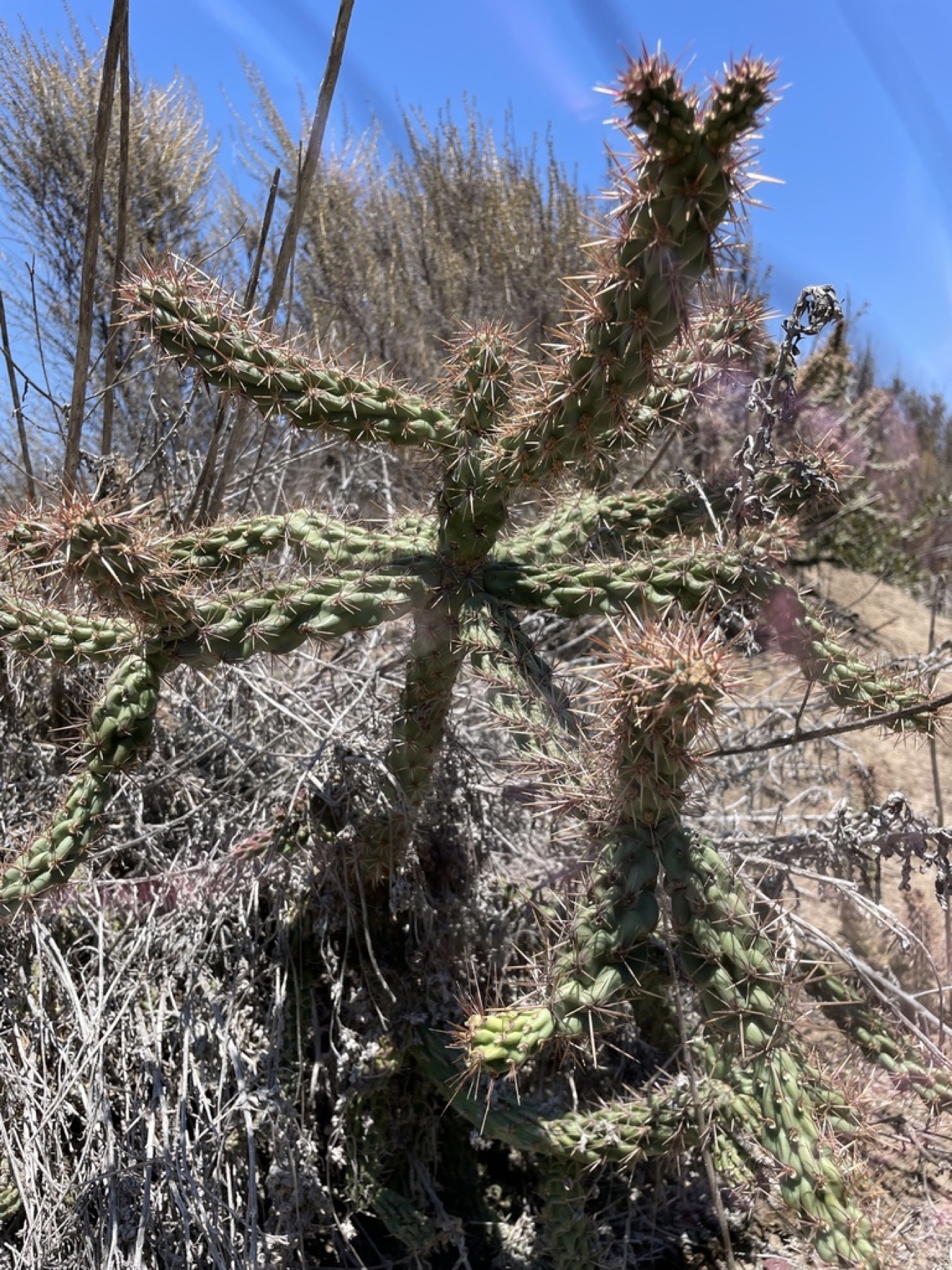 Coast Cholla — photo 3