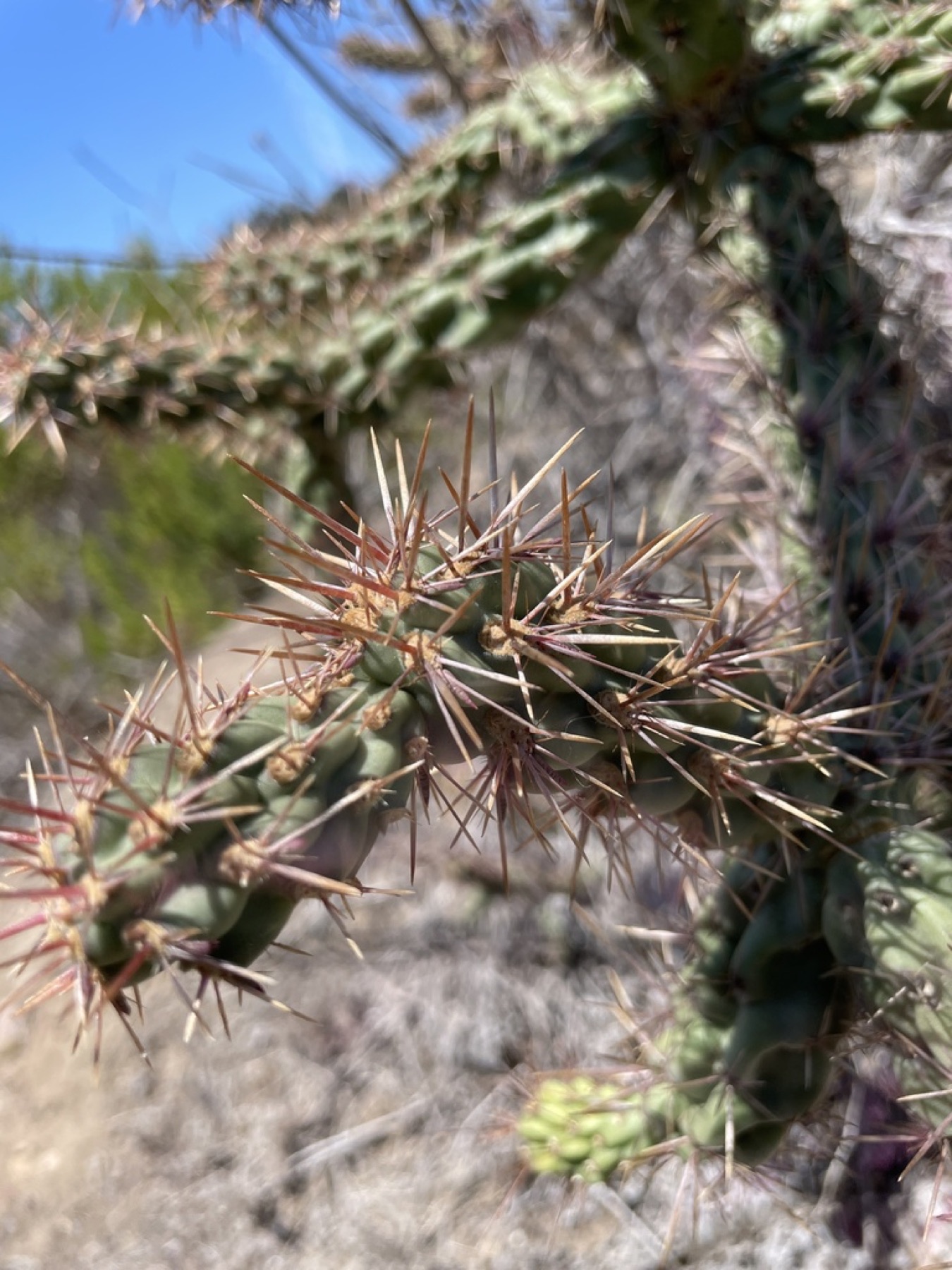 Coast Cholla — photo 4