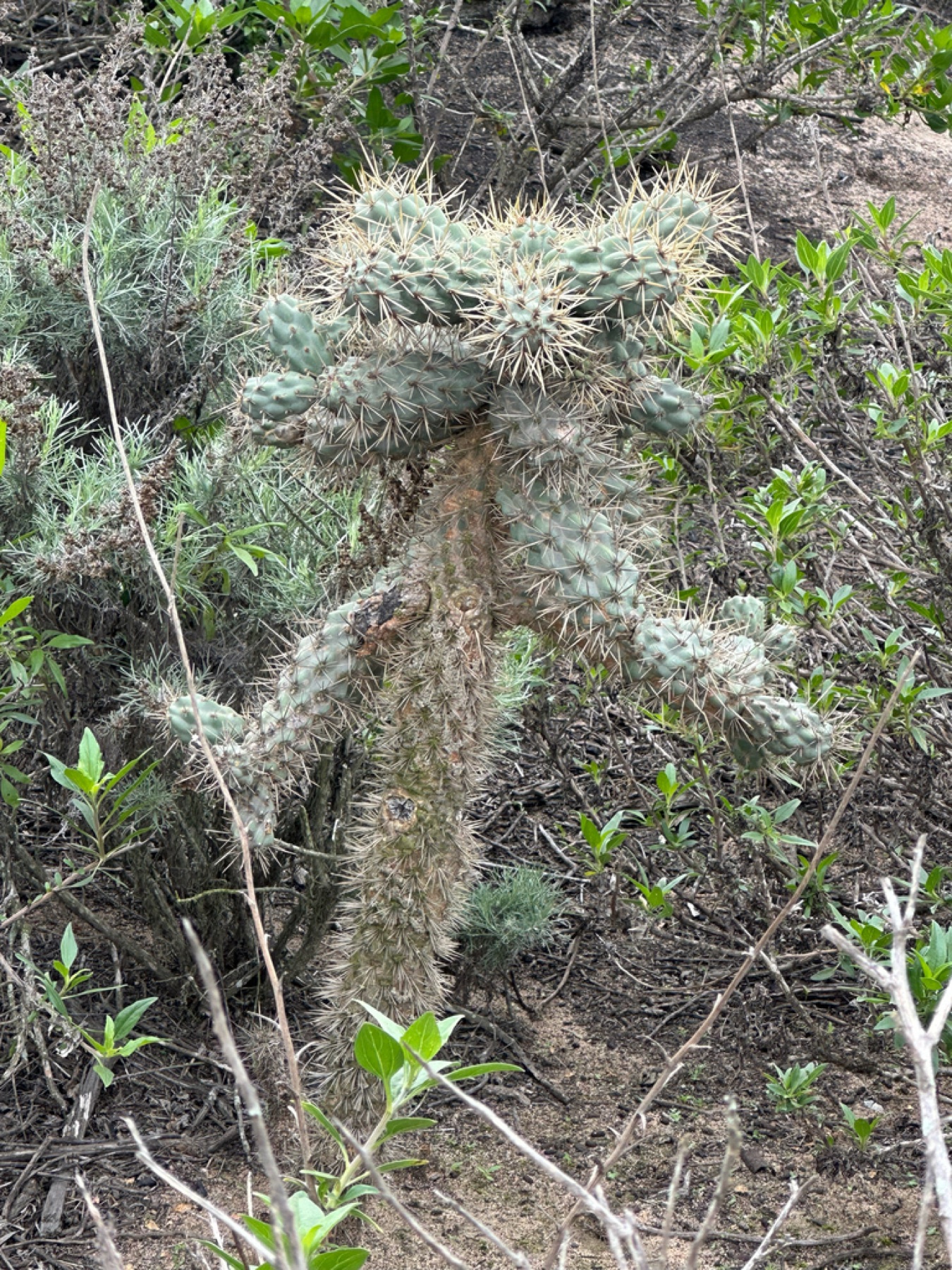 Coast Cholla — photo 5