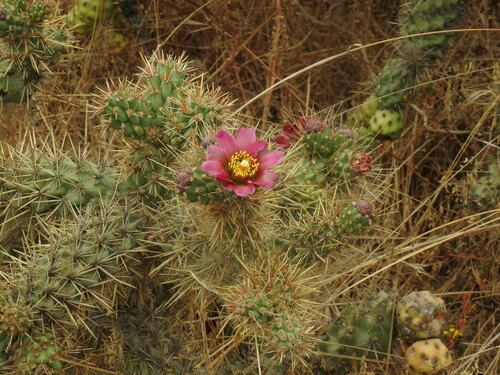 Coast Cholla — photo 24