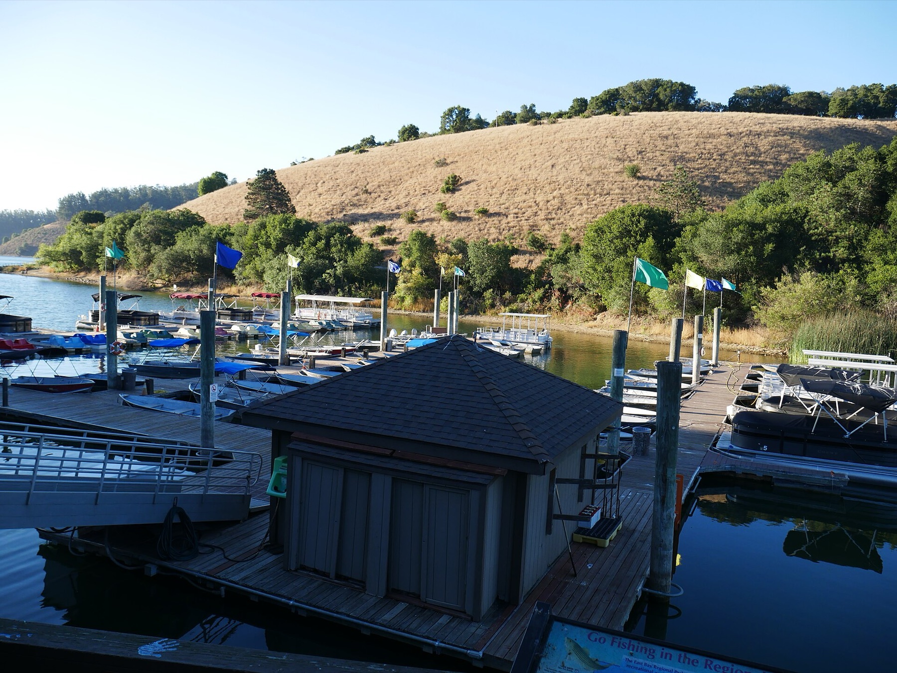 Coast Live Oak — photo 6