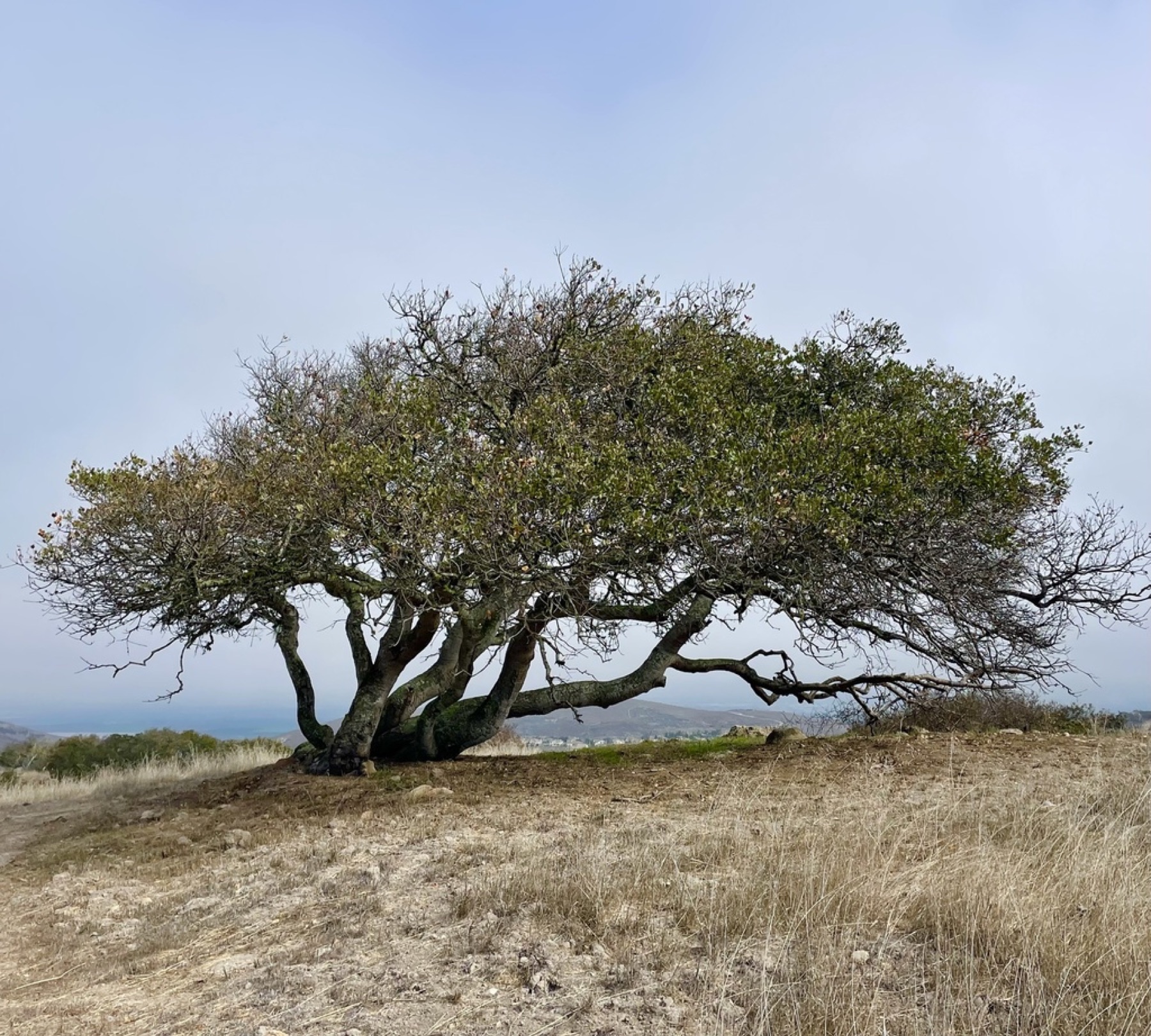 Coast Live Oak — photo 7